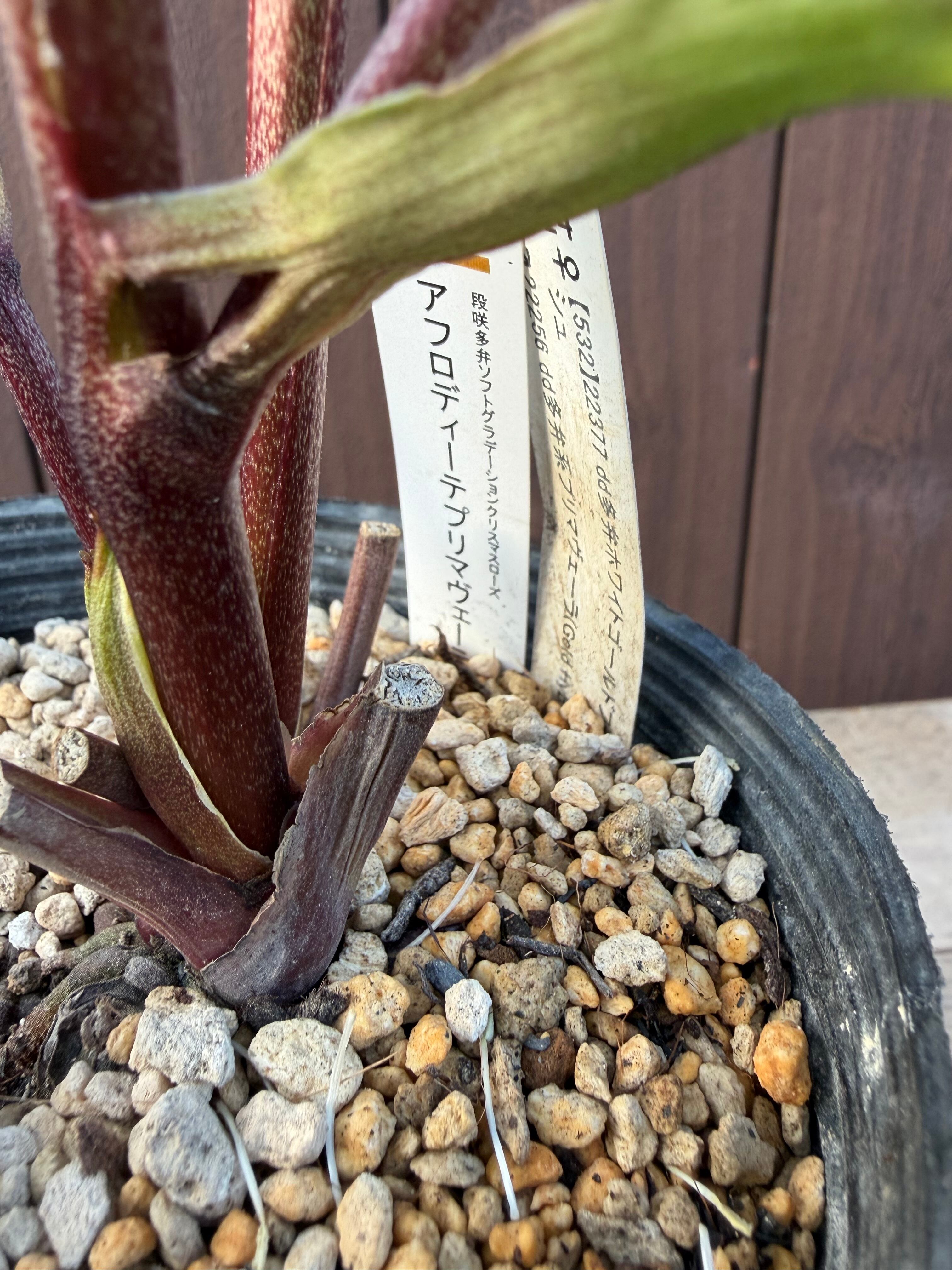 アフロディーテプリマヴェーラ 加藤農園 クリスマスローズ【Ka107