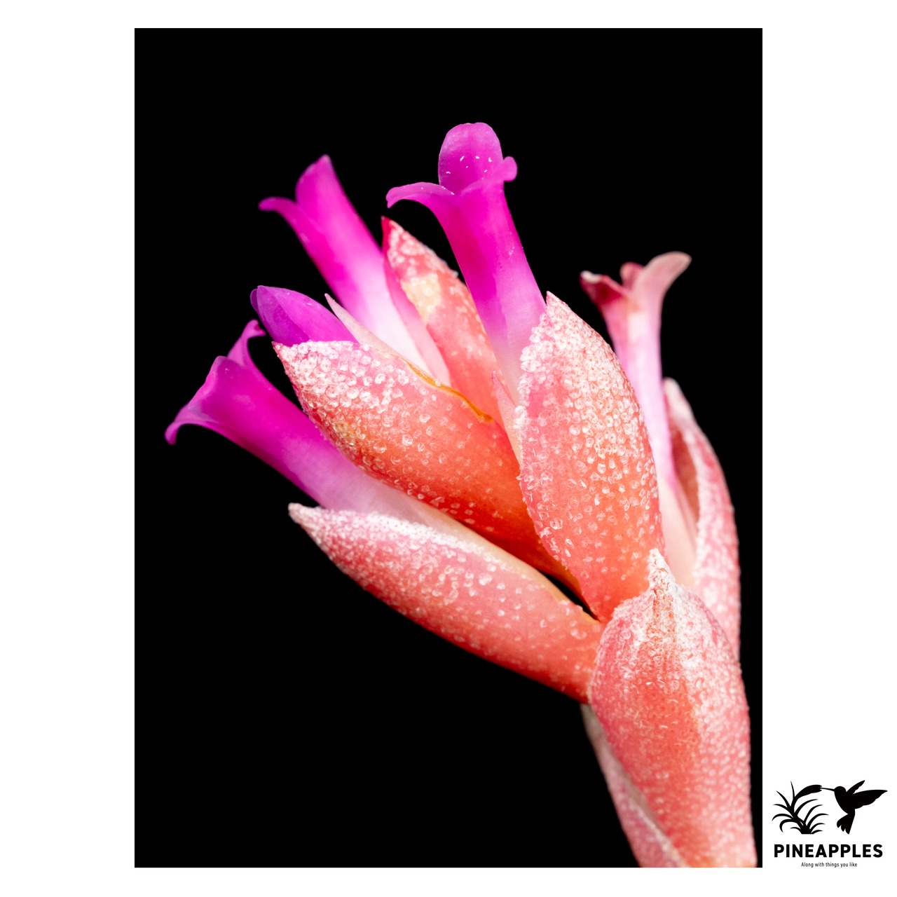 Tillandsia kautskyi (BRT/T114) - 3