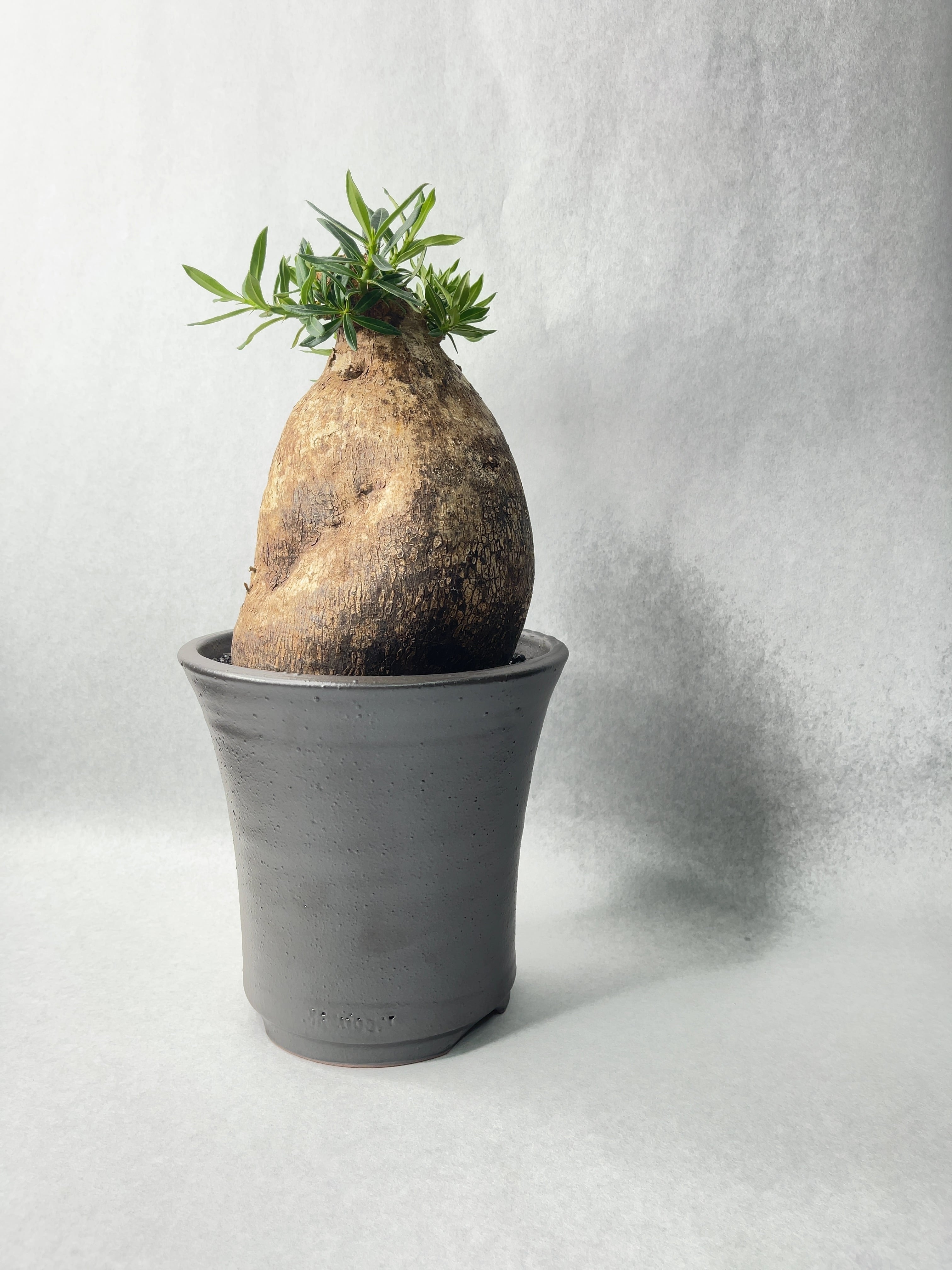 8cd187cb3783fa643ea77d2ee32019