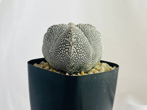 Astrophytum myriostigma　アストロフィツム　ランポー玉　恩塚鸞鳳玉　サボテン