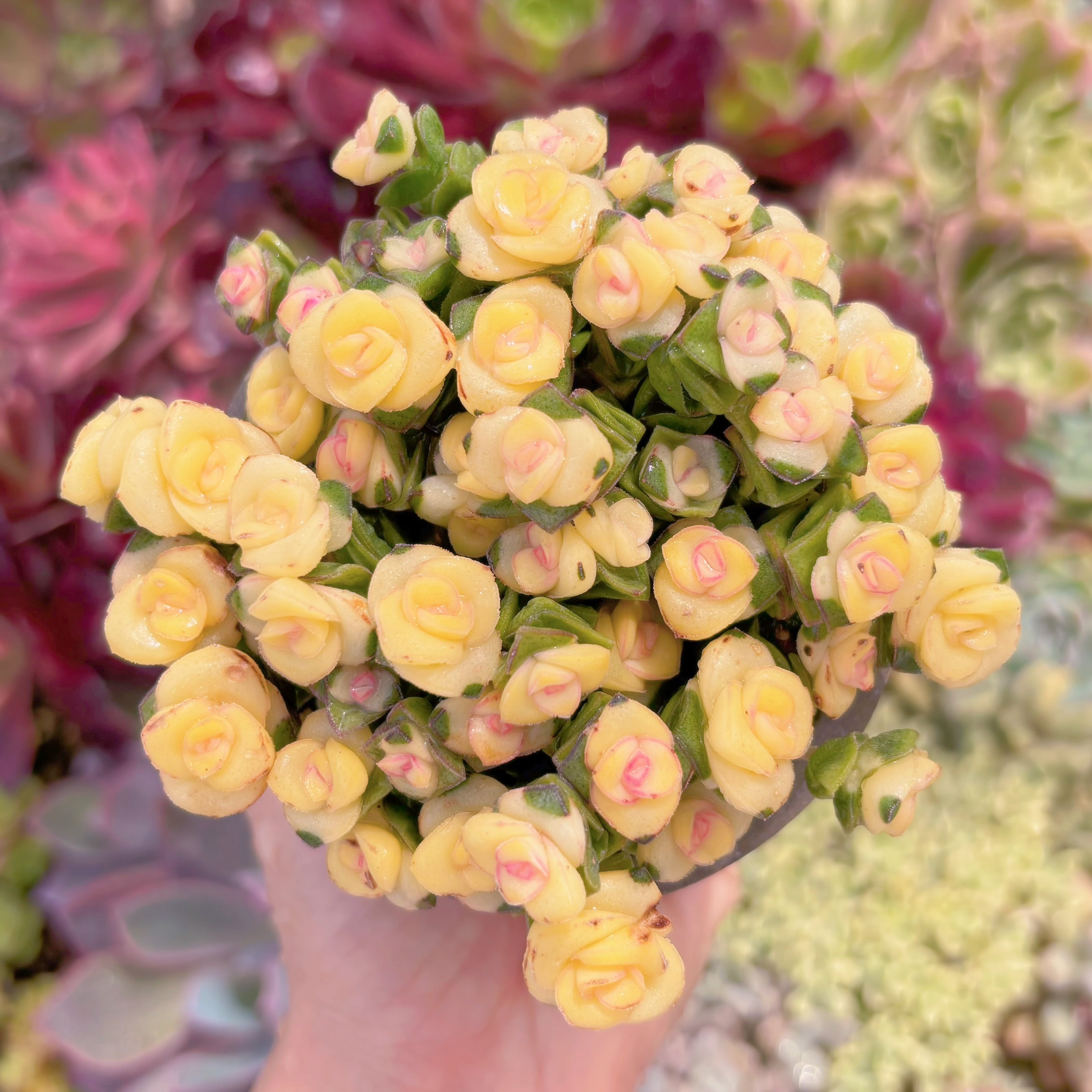 現品　舞乙女錦(黄錦)#850　るる農園