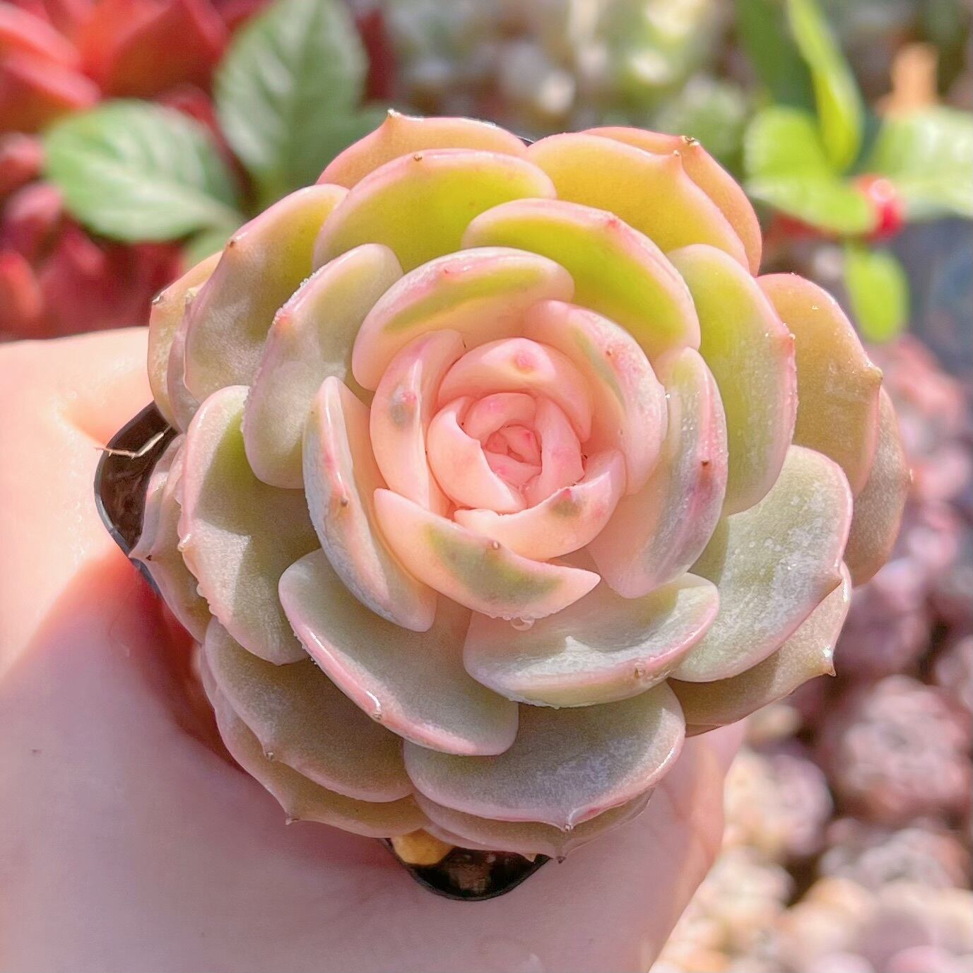 現品　ローラ錦#904　るる農園