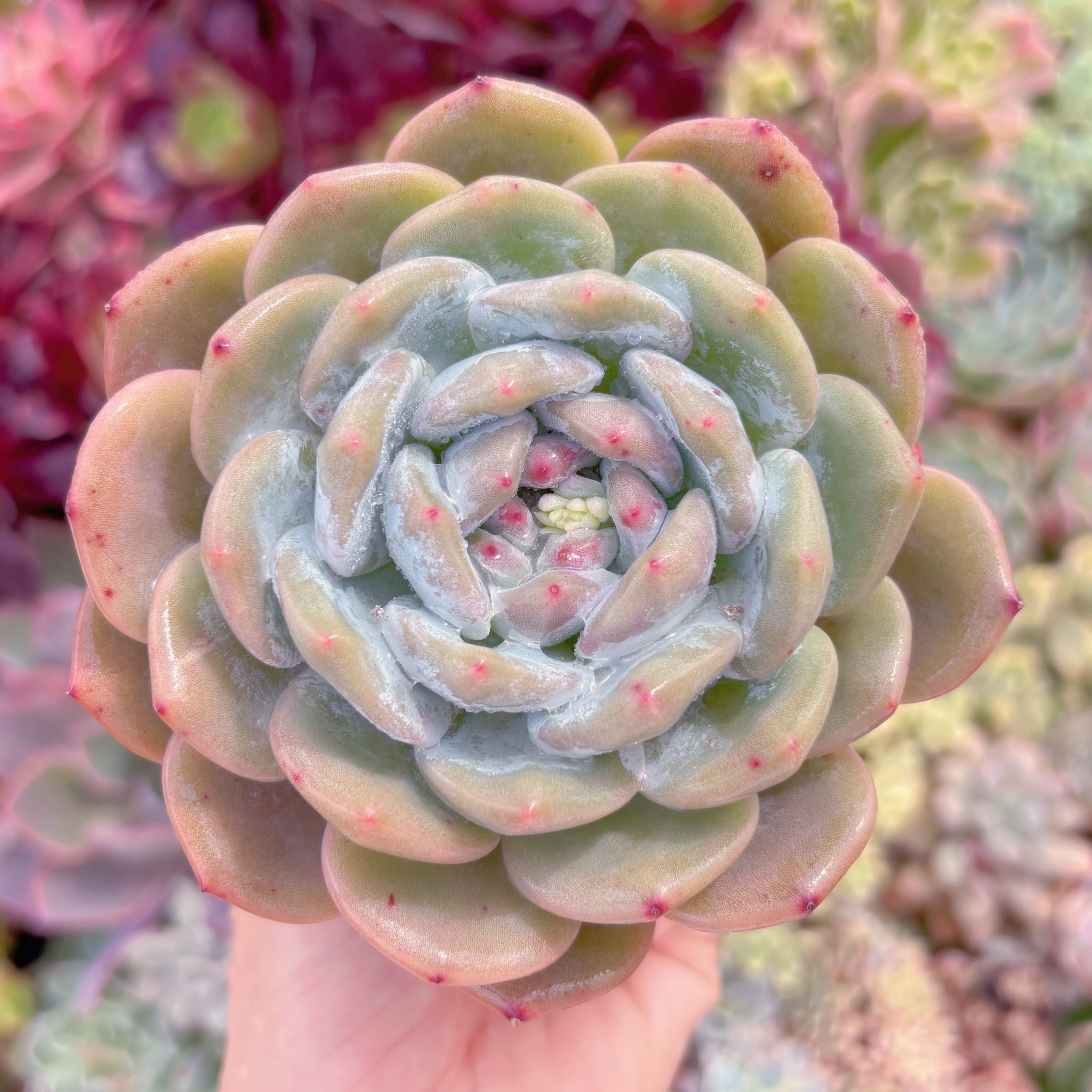 現品　星影#A07　大苗　るる農園