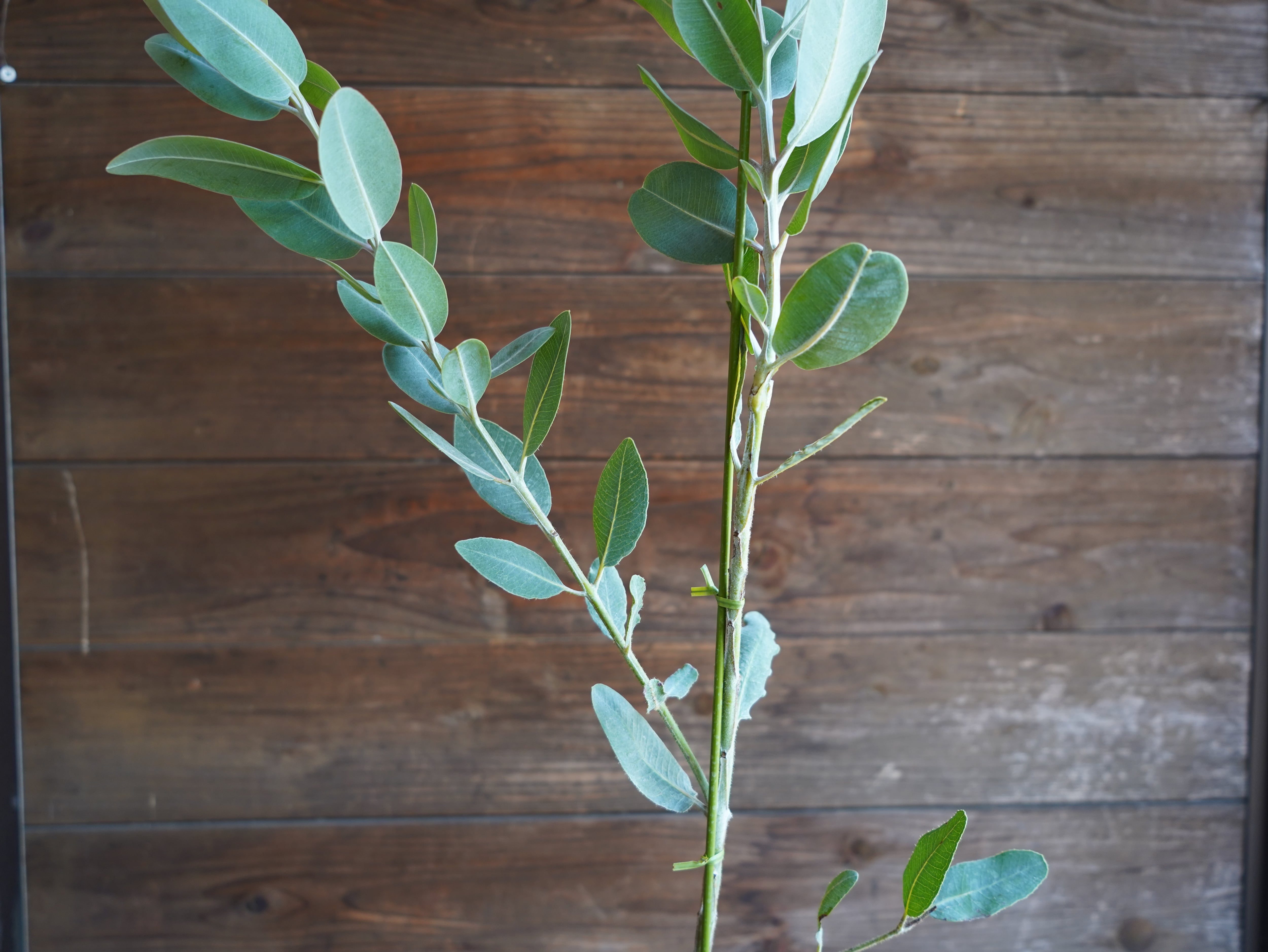 【現物】ユーカリ　”プレウロカルパ”　C