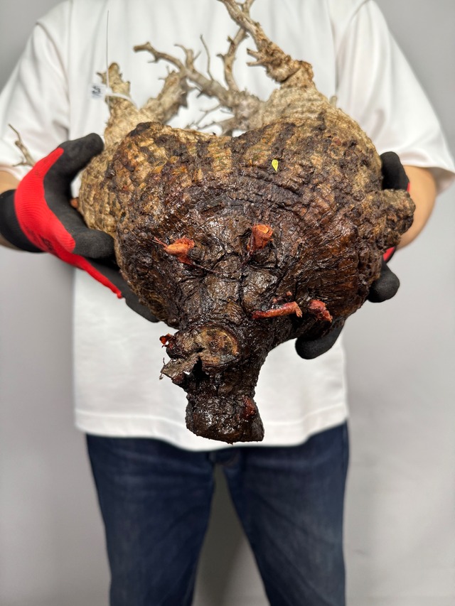 F170 現地発根株 オペルクリカリア パキプス ダブルヘッド 6/15 入荷 Operculicarya pachypus 塊根植物 現地球