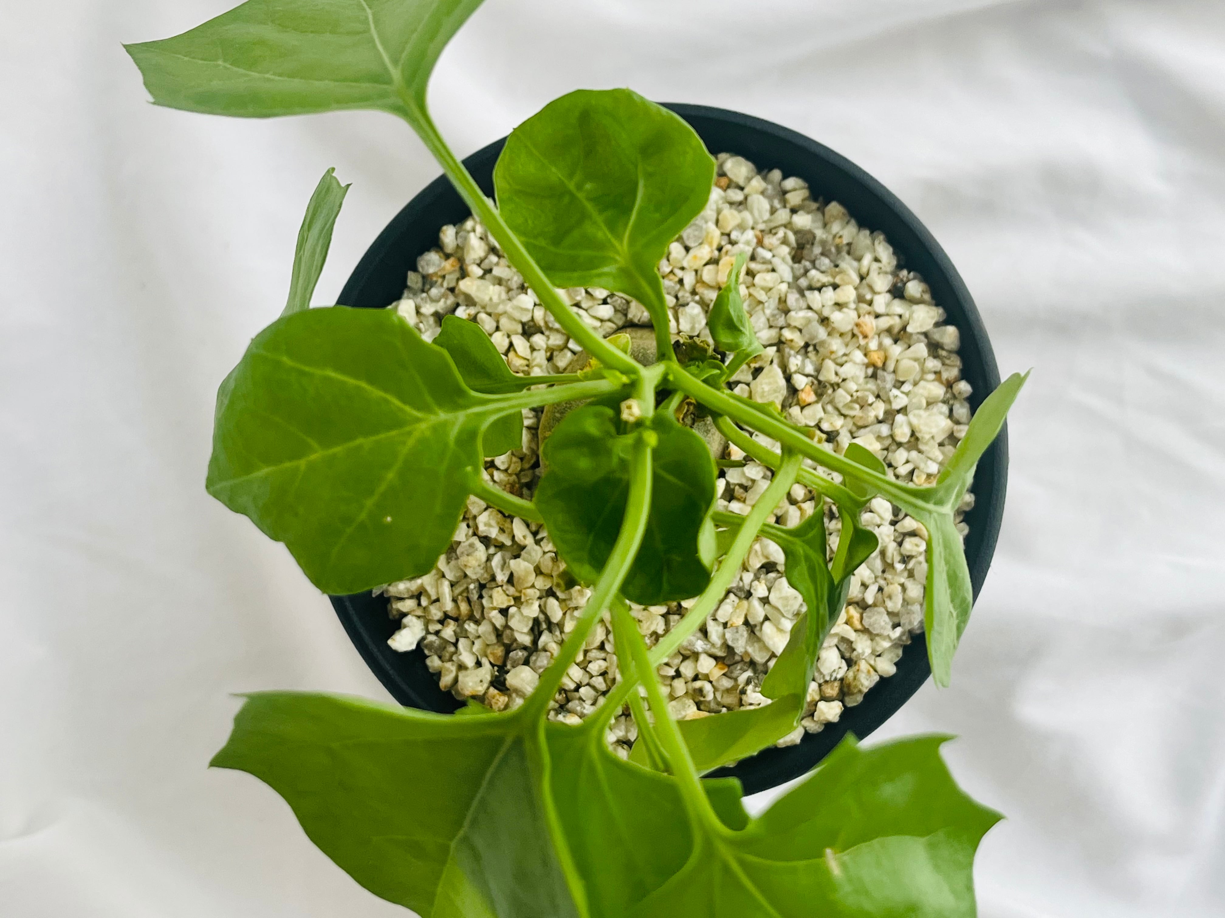 Gerrardanthus Macrorhizus ゲラルダンサス マクロリザス 多肉植物