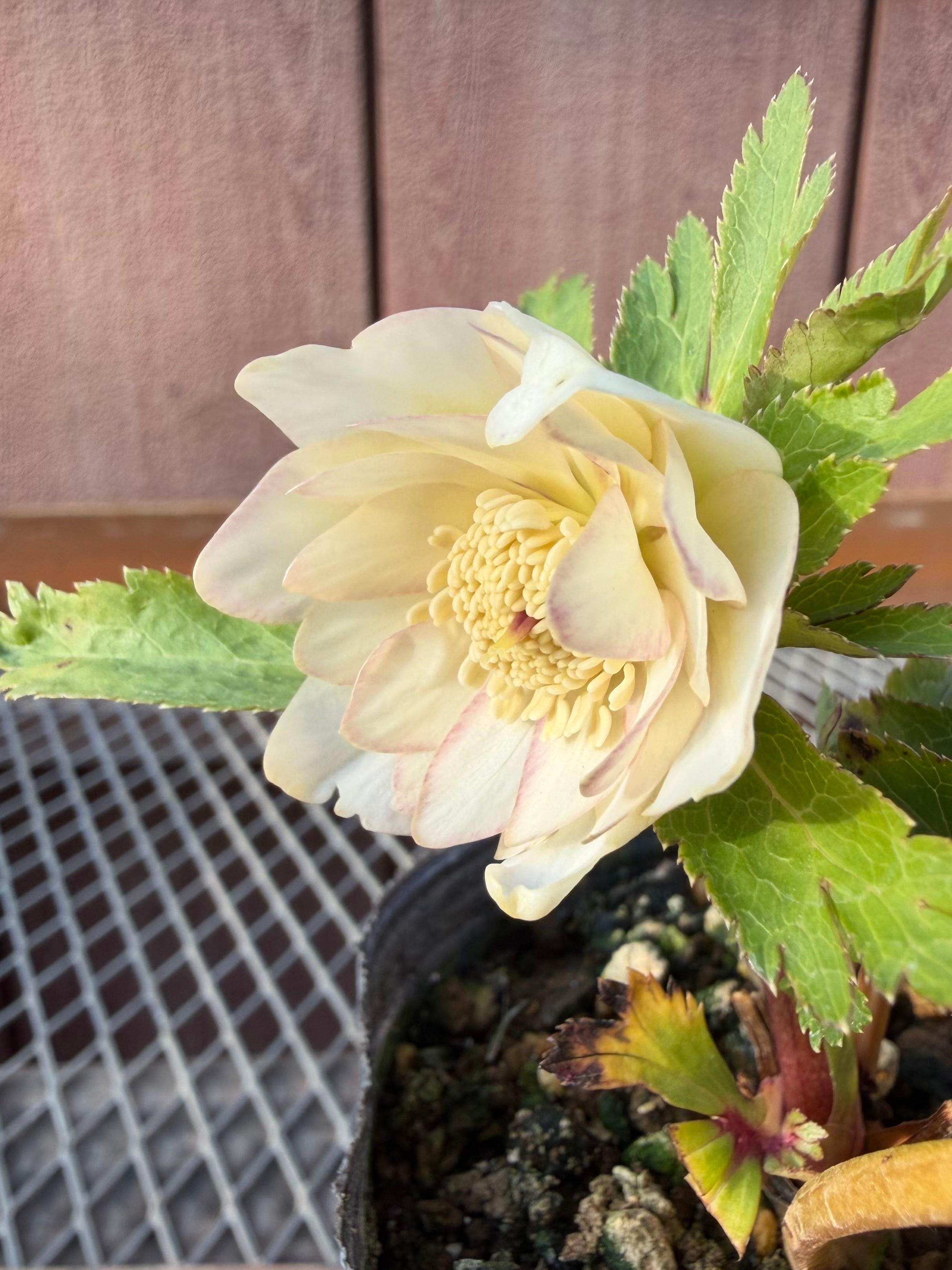 デュメ系オーレアdd 大木ナーサリー クリスマスローズ【Og10】送料無料