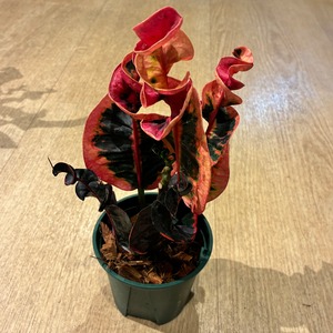 Croton Ngarm cha roen クロトン ガームチャローン
