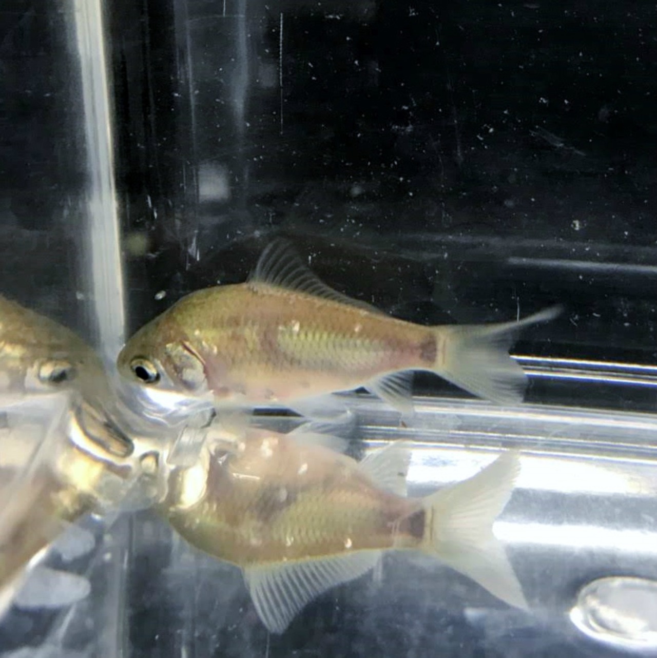 （淡水魚）透明鱗ヘラブナ 　（養殖）（1匹）【生体】