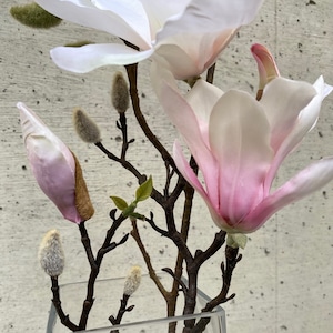 Magnolia　モクレン（ホワイトピンク）