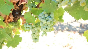 シャルマ法発明者が創立した由緒あるワイナリーのスパークリングワイン　ポール・シャンブラン・ブリュット　2本セット
