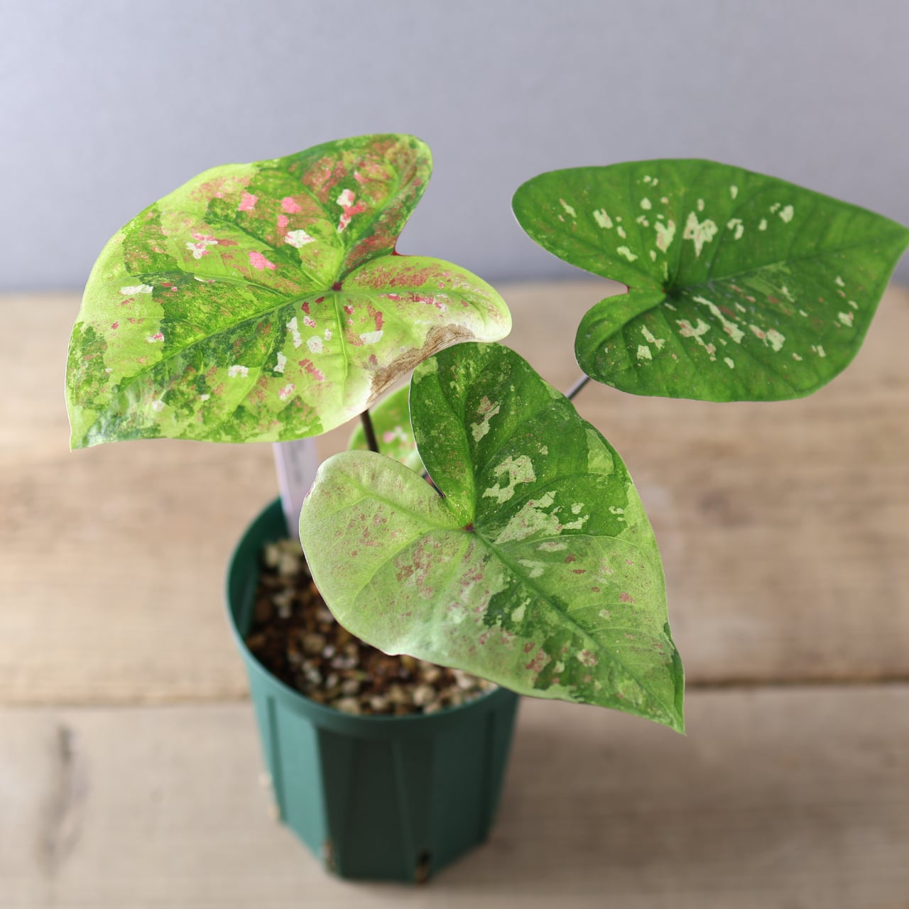 389 熱帯の色彩を纏う『カラジウムタイハイブリッドPH02』観葉植物