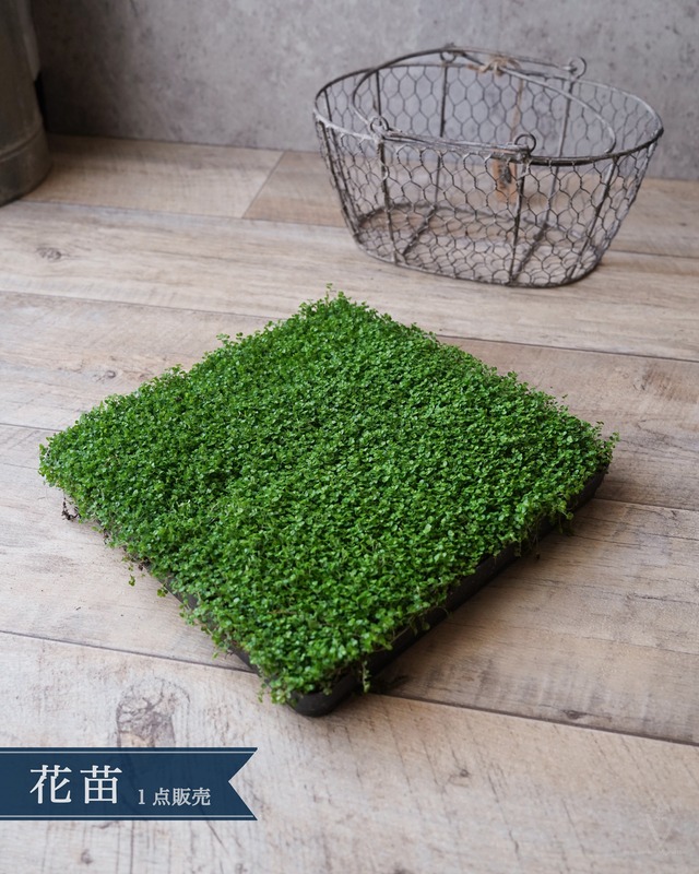 デルフィニウム　チアラベンダー　３号　