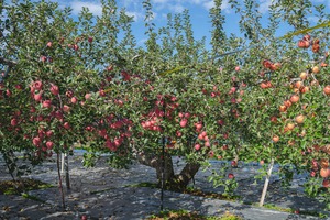 サンふじ  家庭用(キズ・ワレ等あり)　１５kg