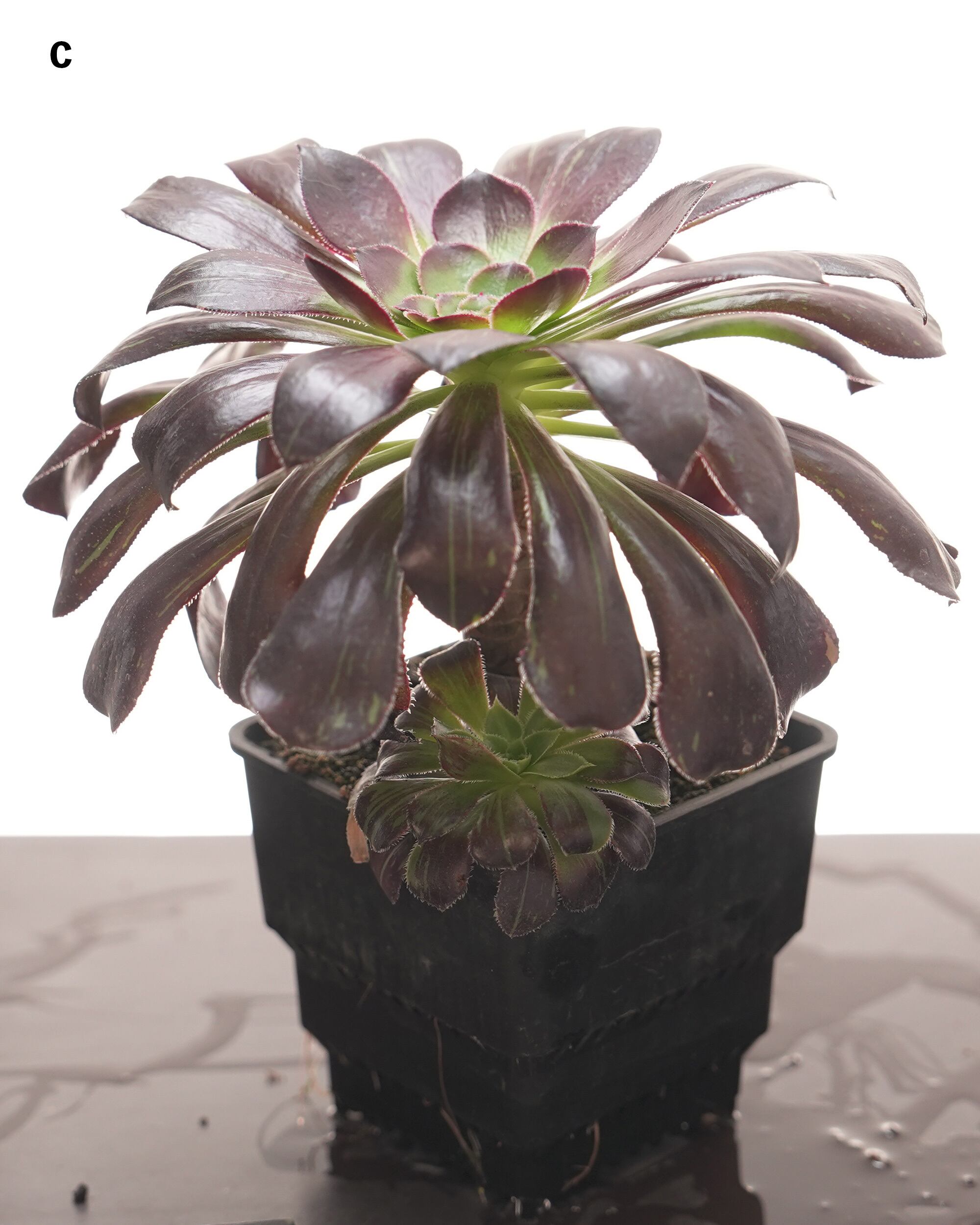 抜き苗 アエオニウム 水墨画 10～12cm Aeonium 'Ink Painting