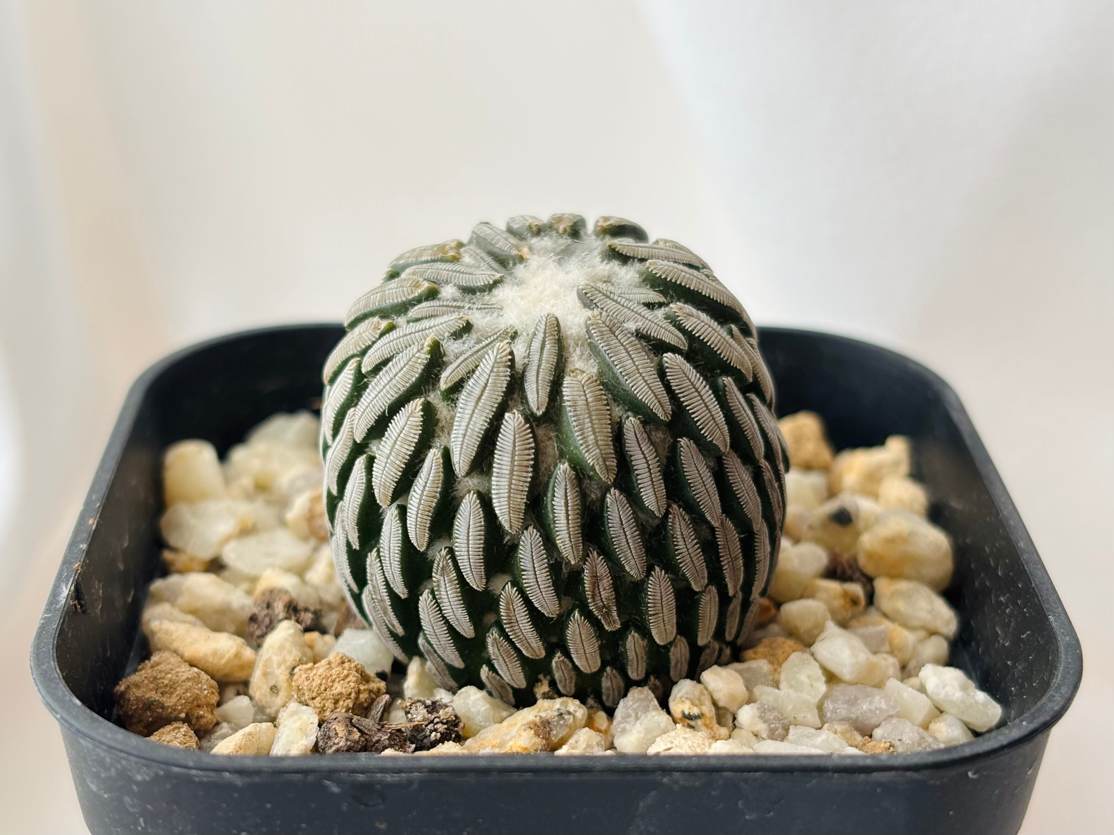 Pelecyphora aselliformis ペレキフォラ 精巧丸 サボテン | plants