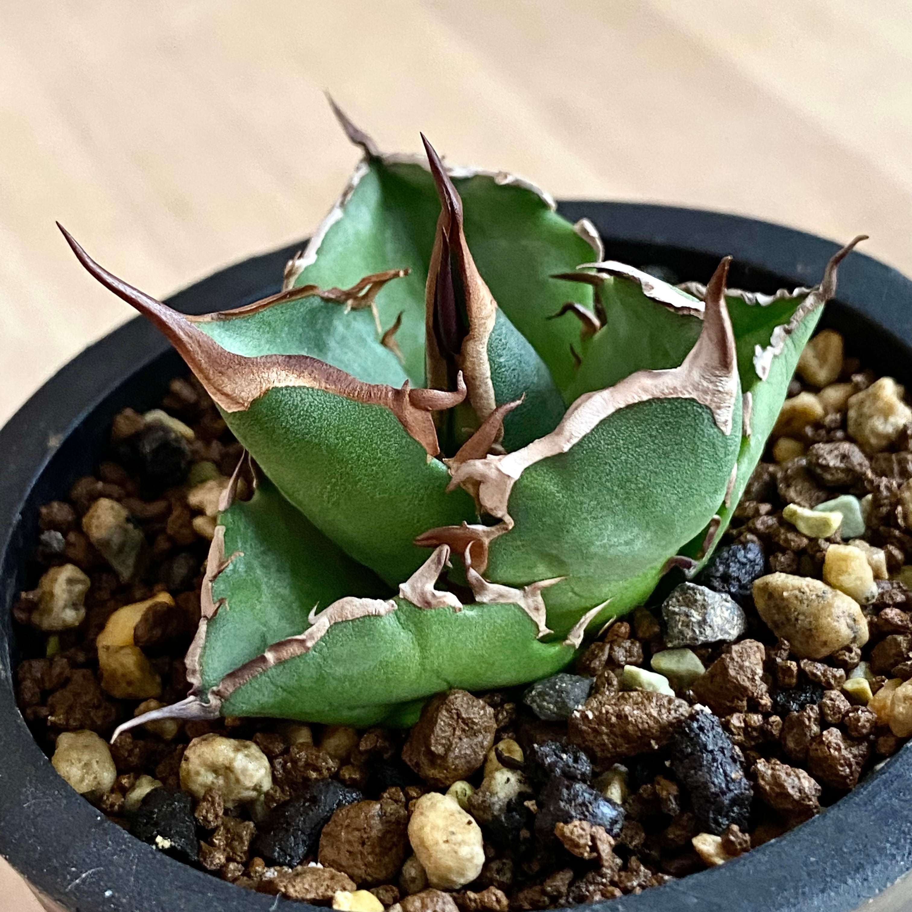 agave titanota oteroi/アガベ チタノタ オテロイ 【観葉植物】【多肉 ...