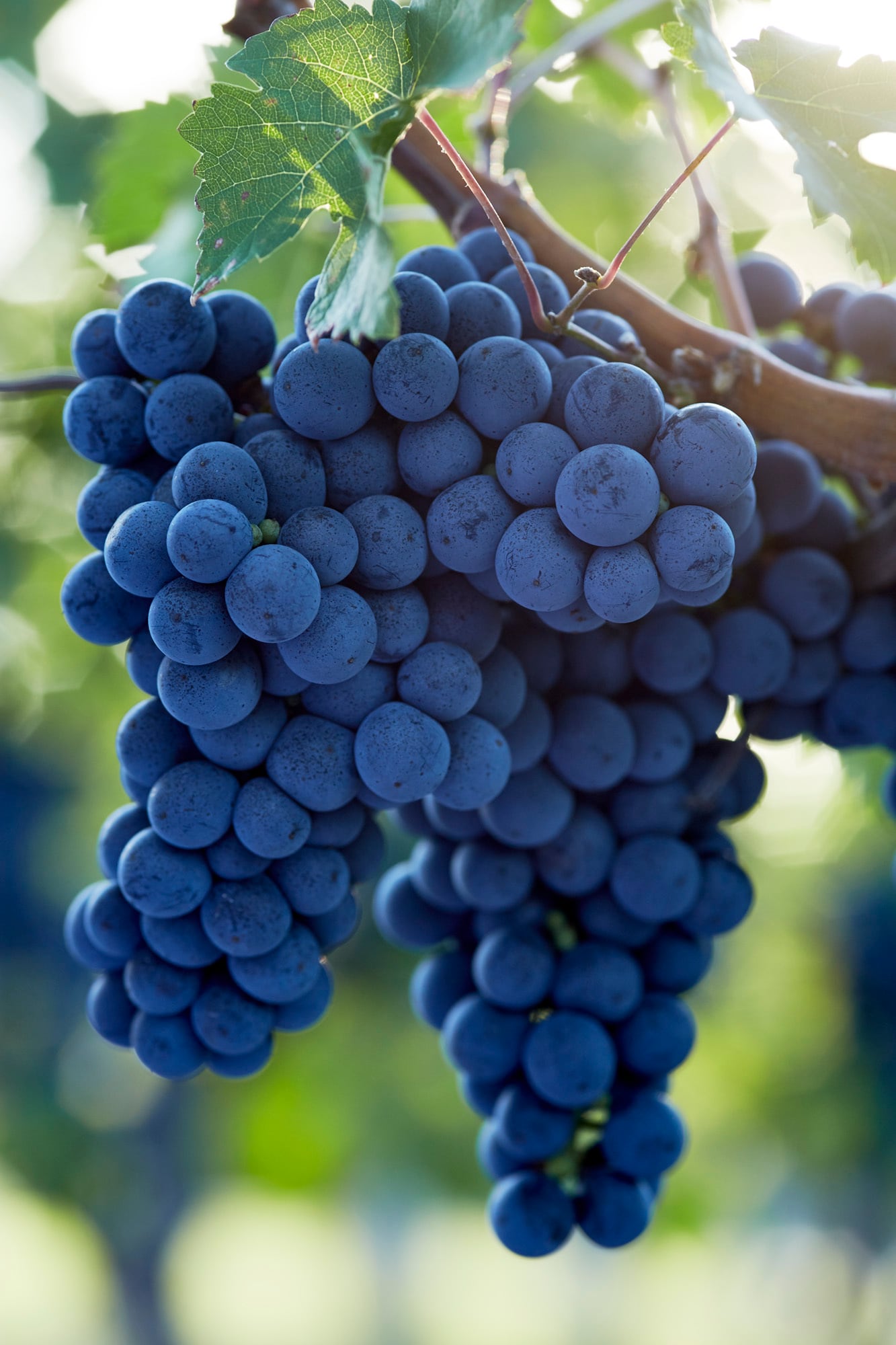 Cave Spring Cabernet Franc 2023 – VQA Beamsville Bench（ケイヴ・スプリング カベルネ・フラン 2023）