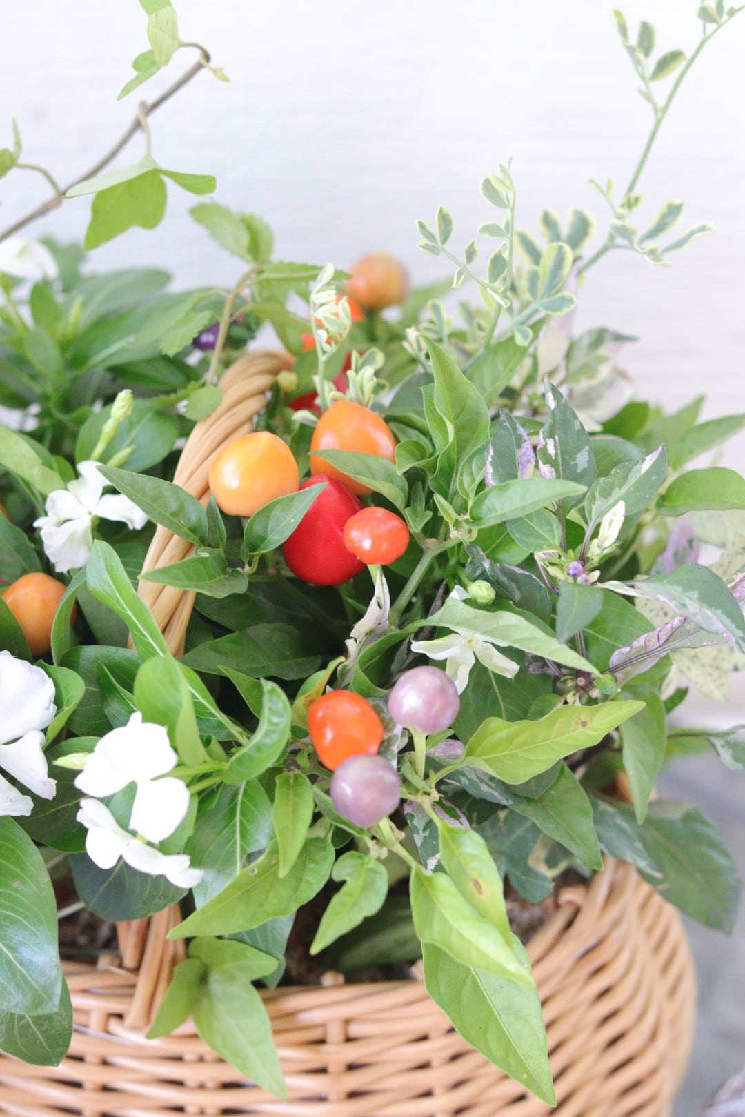 日々草サマーミント＆トウガラシの籠寄せ植え | Total Plants Egret