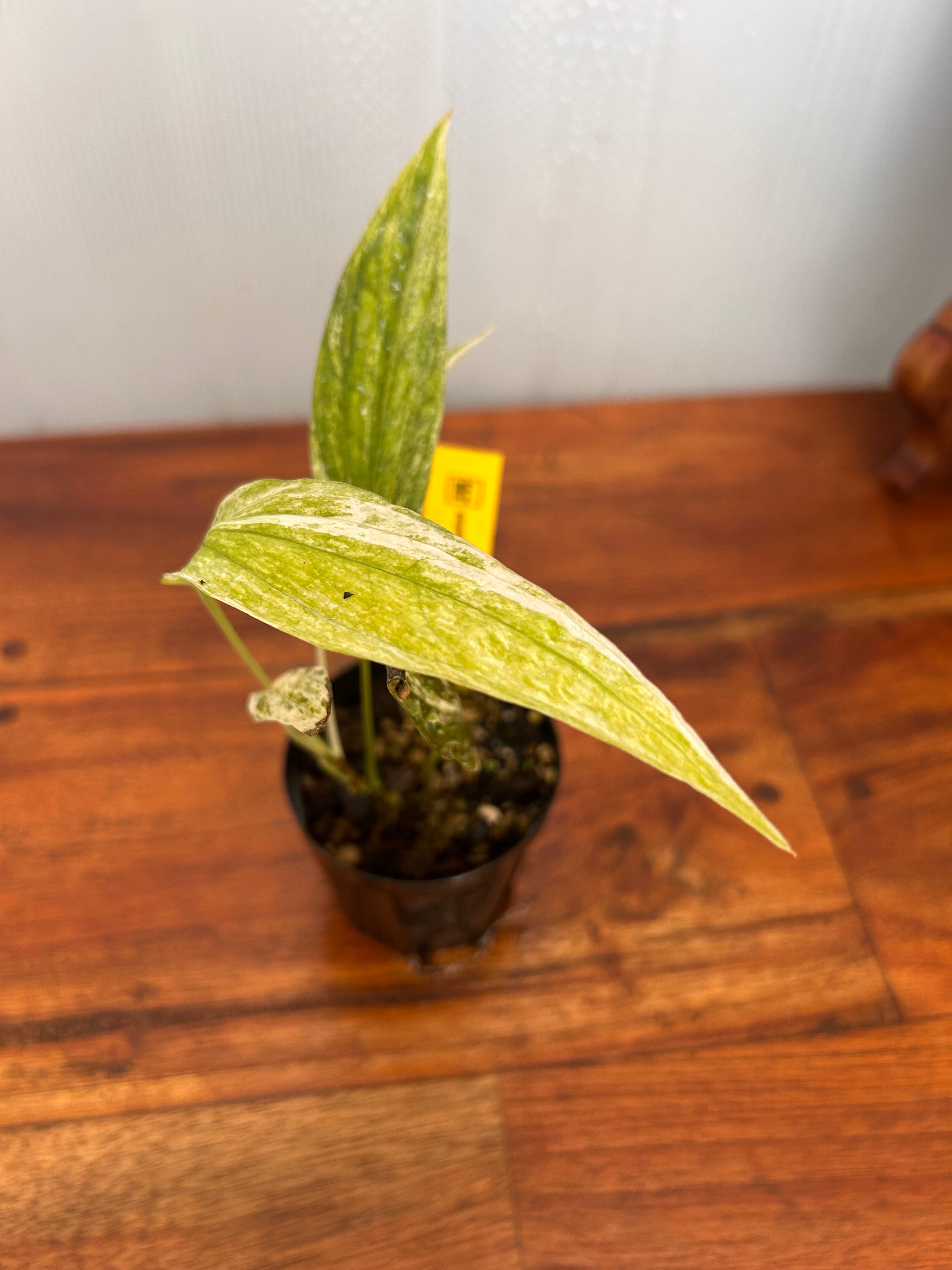 アミドリウム ジッペリアナム 斑入り | BALI-AN 園芸