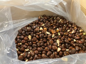 【数量限定】生の長崎びわ種子 10kg限定販売 商品画像2