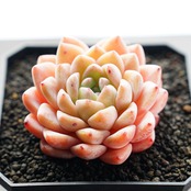 カット苗 ストロベリーミルクシェイク Echeveria 'Strawberry Milkshake'