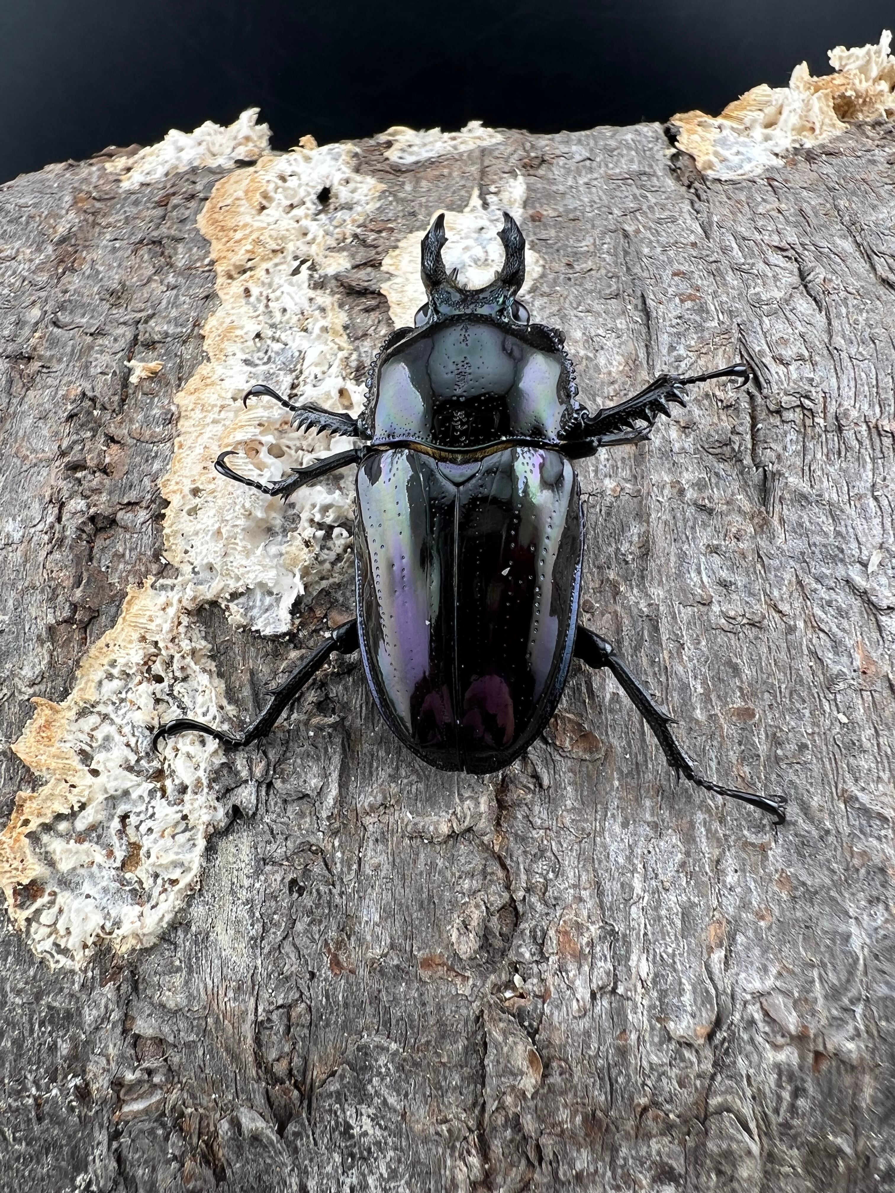 ニジイロクワガタ 紫紺ピカール系 56mm ペア》セルヴォラン氏委託個体