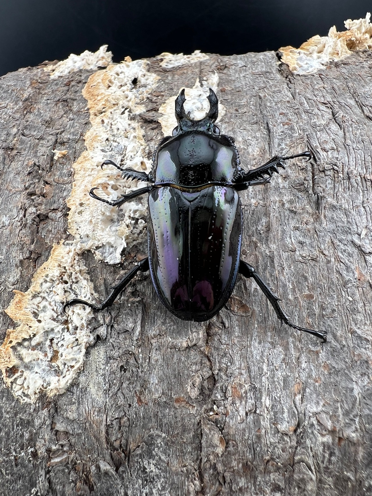《ニジイロクワガタ 紫紺ピカール系 56mm ペア》セルヴォラン氏委託個体
