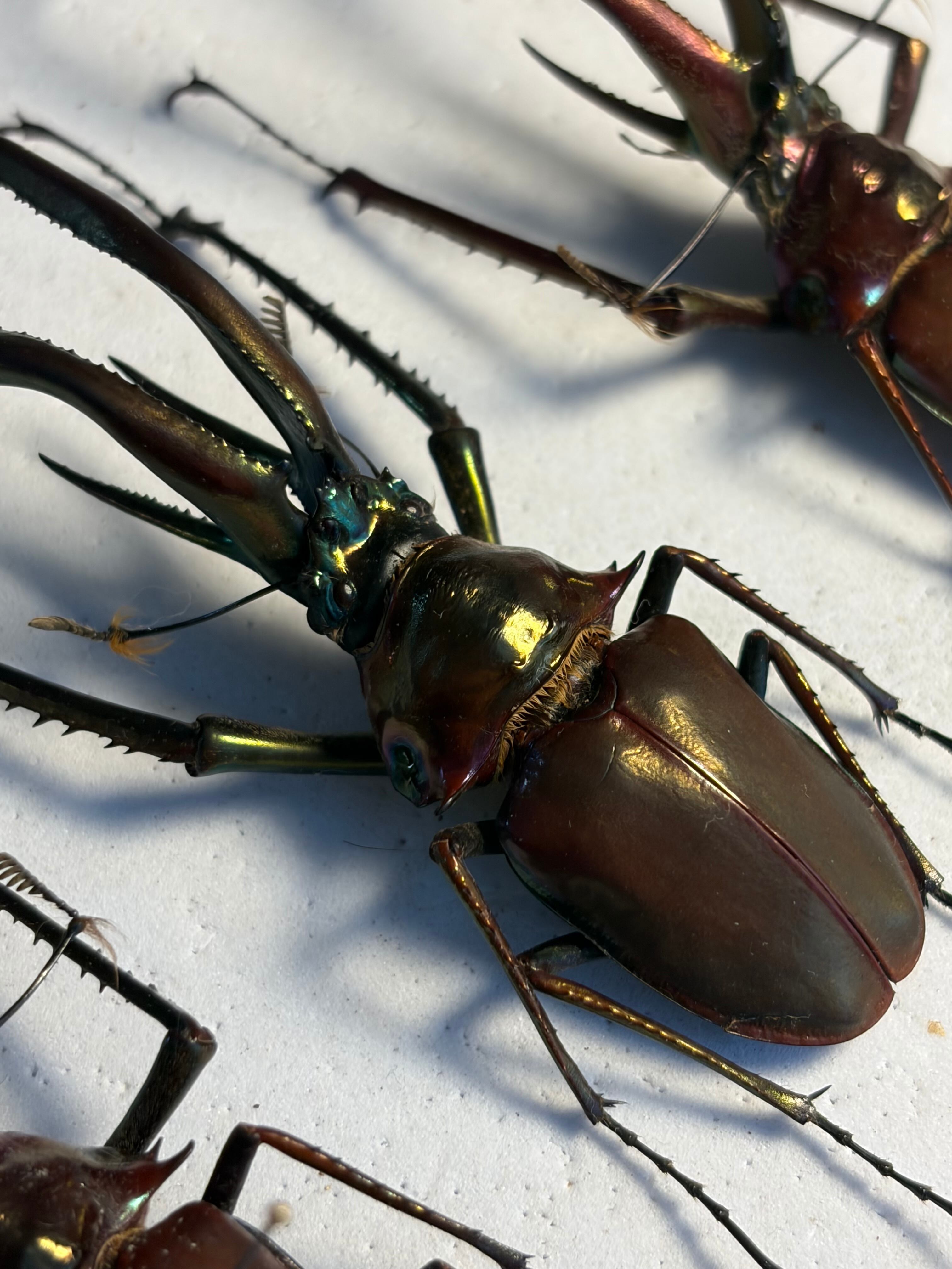 MAX級】わずかにホロメタリクスがかるチリクワガタ Wild 昆虫標本