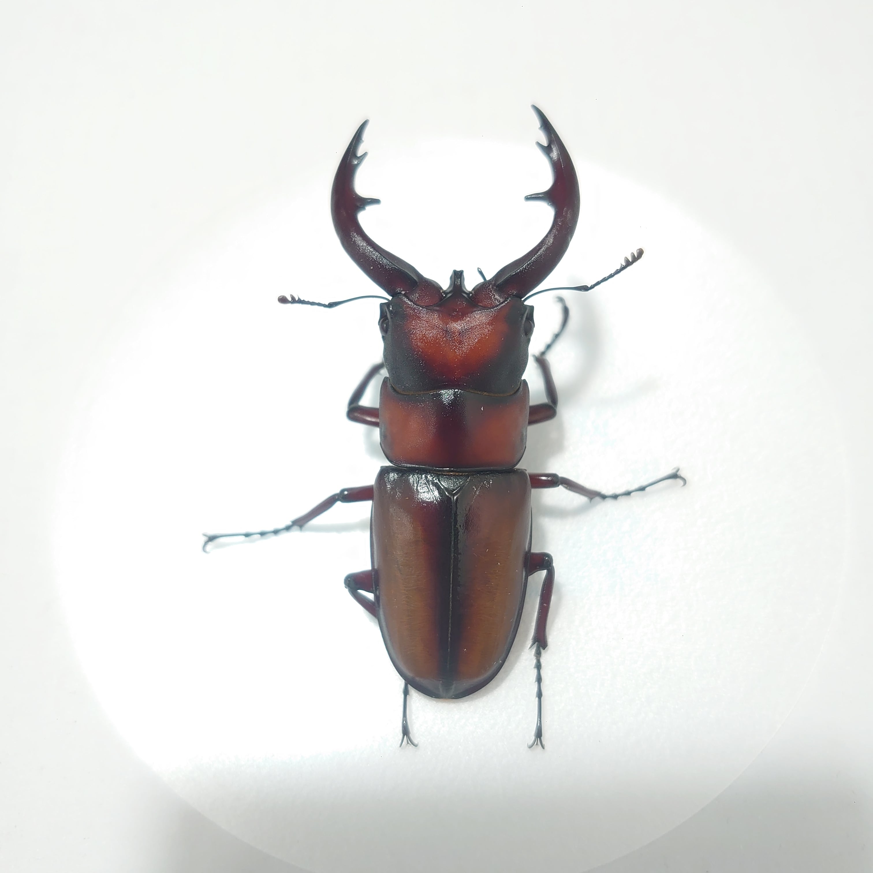 Beetle Shop Hachi