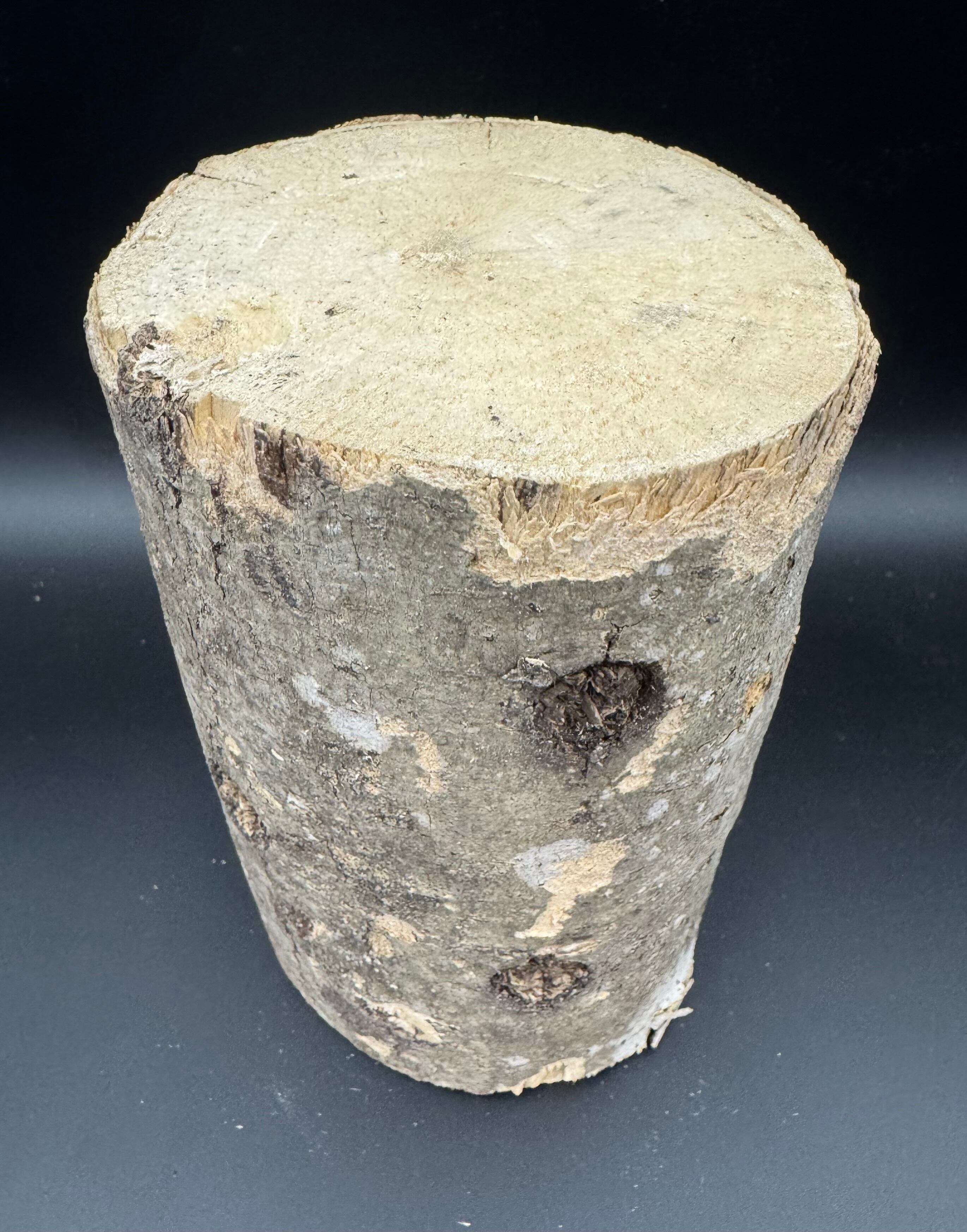 バレンタインSALE特価】【CH材】バクテリア材 Lサイズ 1本 | KPW公式