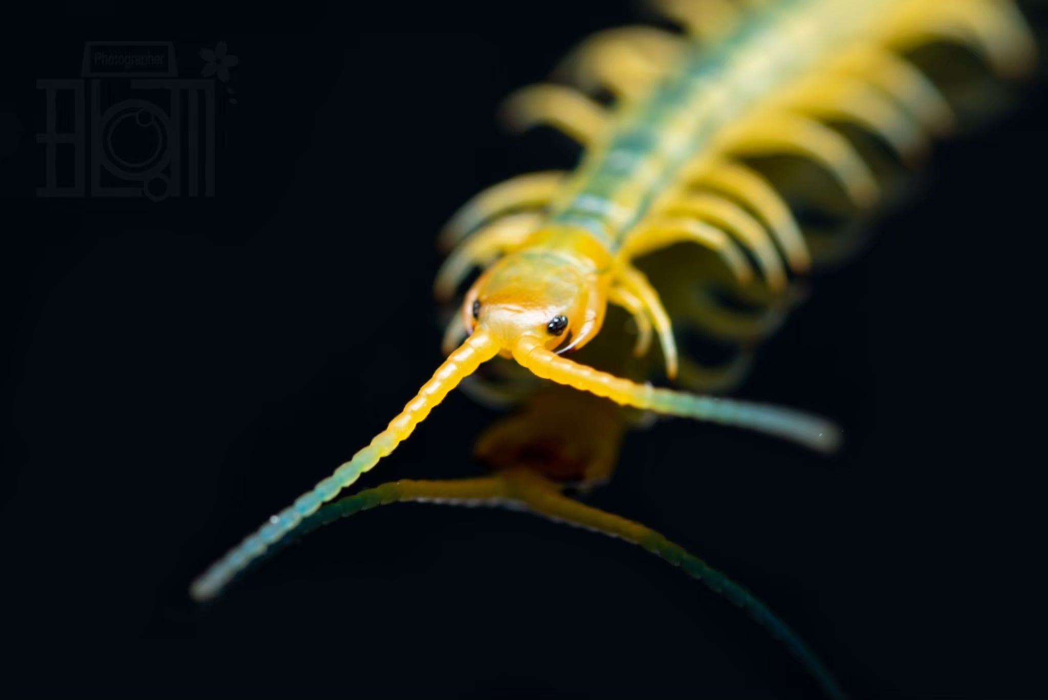 ムカデ | Bug Bug bugs 【奇蟲専門店】