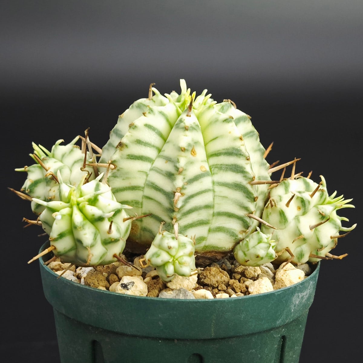 輸入苗)ユーフォルビア オベサ 2号（6cm 鉢） *0908 | Botanique