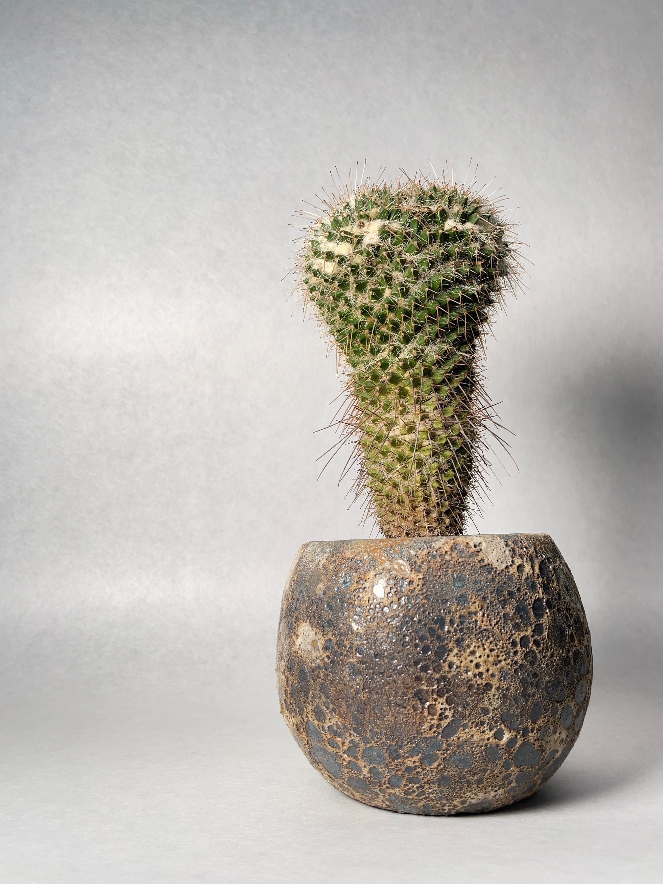 ガステリア　ディスティカ ガステリア ディスティカ | 叢 – くさむら – Qusamura