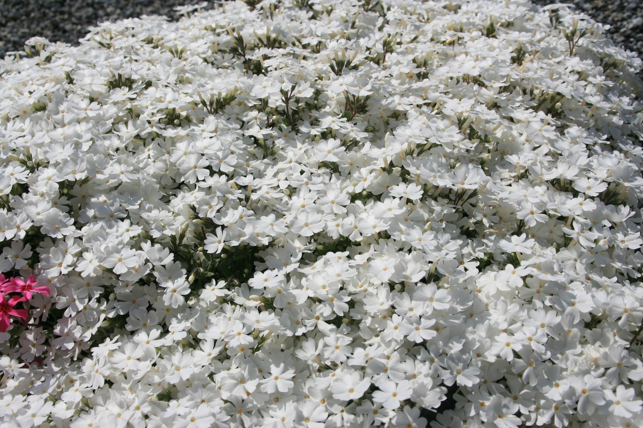 シバザクラ（芝桜）白　モンブラン ９ｃｍポット苗　　【山野草　グランドカバー　日向　初心者　簡単　ガーデニング　人気】の画像01