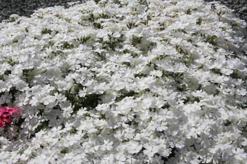 シバザクラ（芝桜）白　モンブラン ９ｃｍポット苗　　【山野草　グランドカバー　日向　初心者　簡単　ガーデニング　人気】の画像