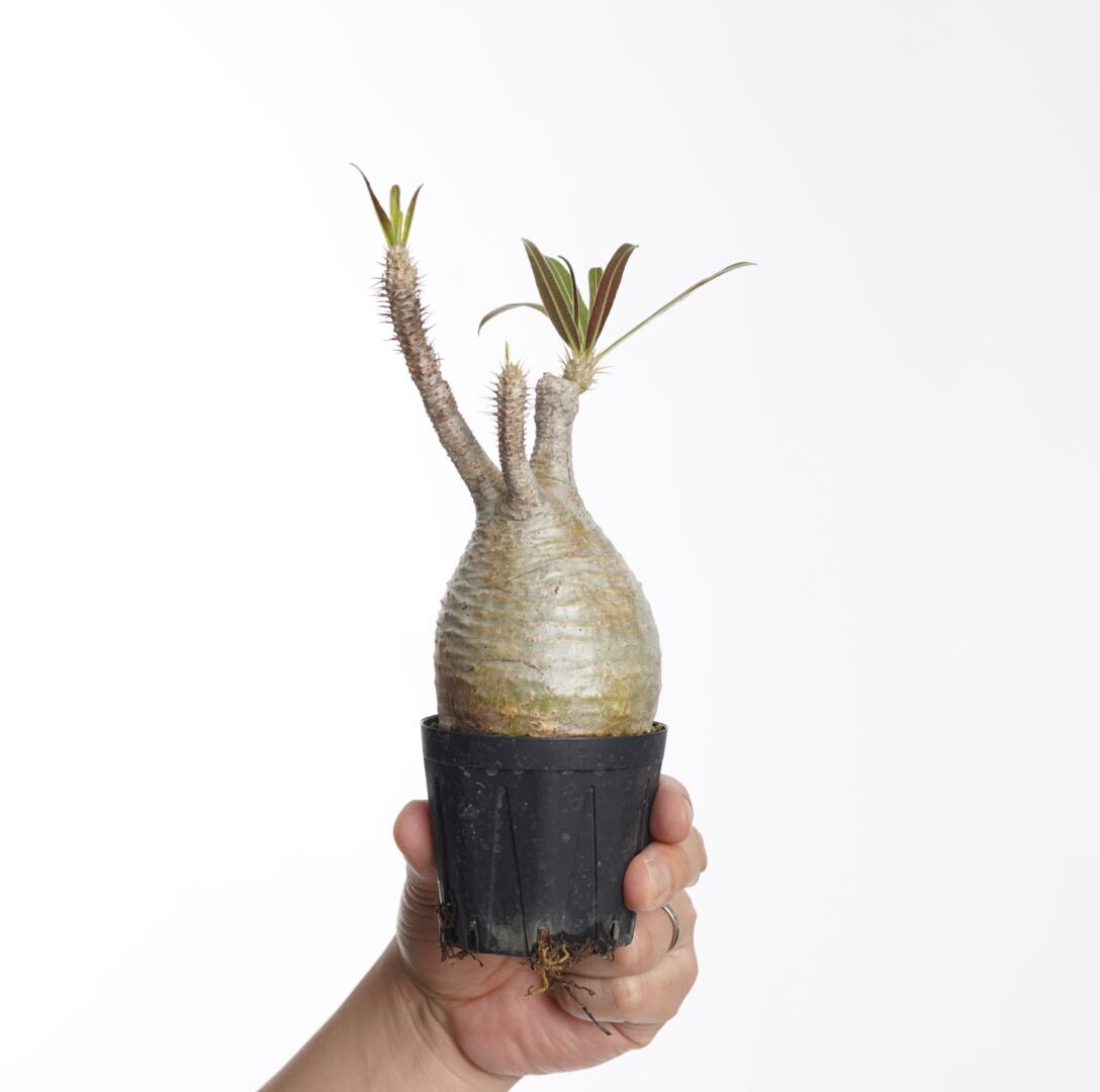 パキポディウム グラキリス 発根済 10