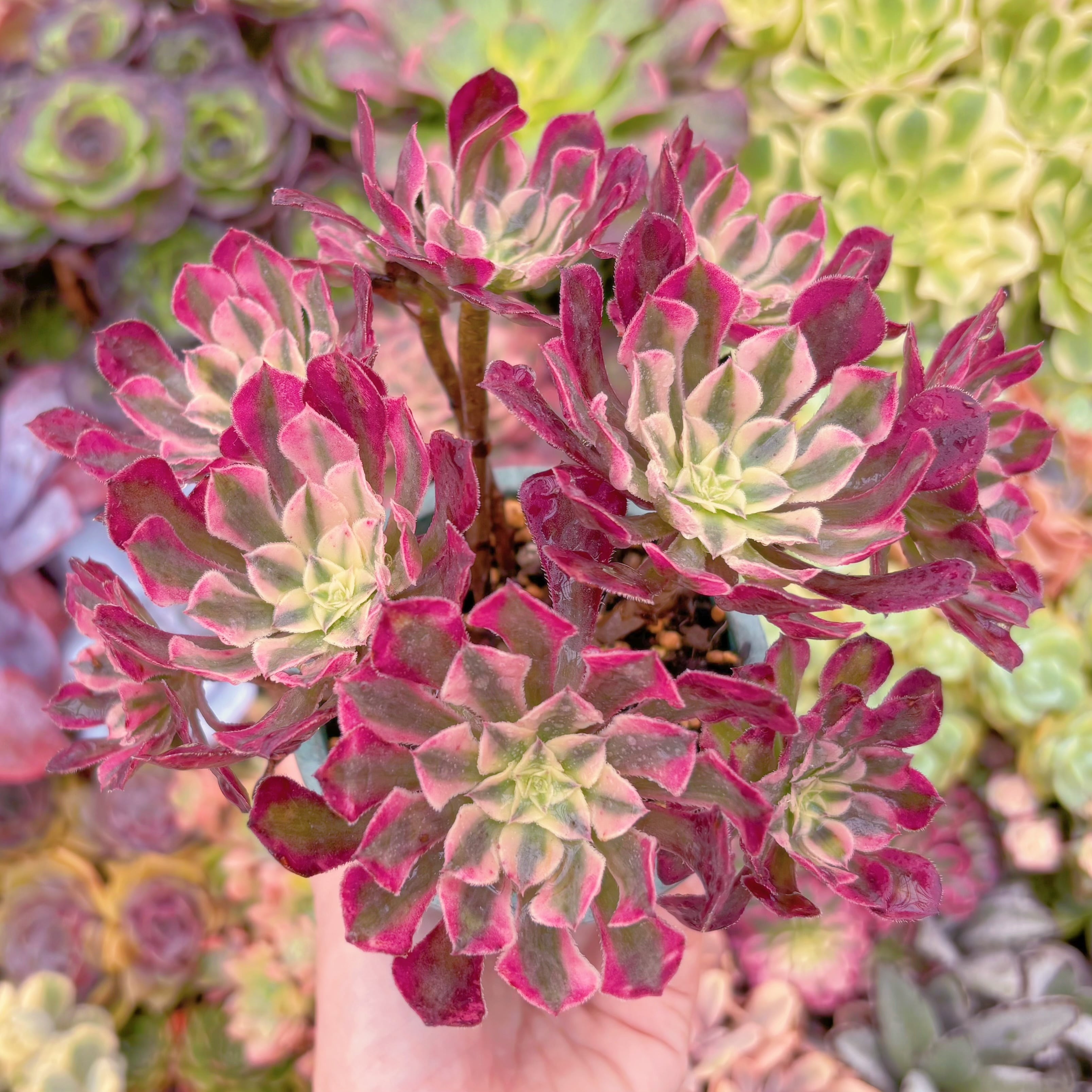 現品　ブラックチェリー#867　大群生　るる農園