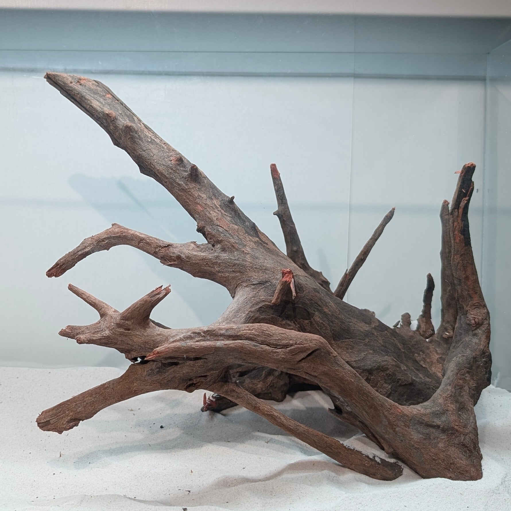 ブラックホーンウッドXL【BHW247】 アクアリウム 60cm水槽 ブラックホーンウッドXL【BHW247】 アクアリウム 60cm水槽