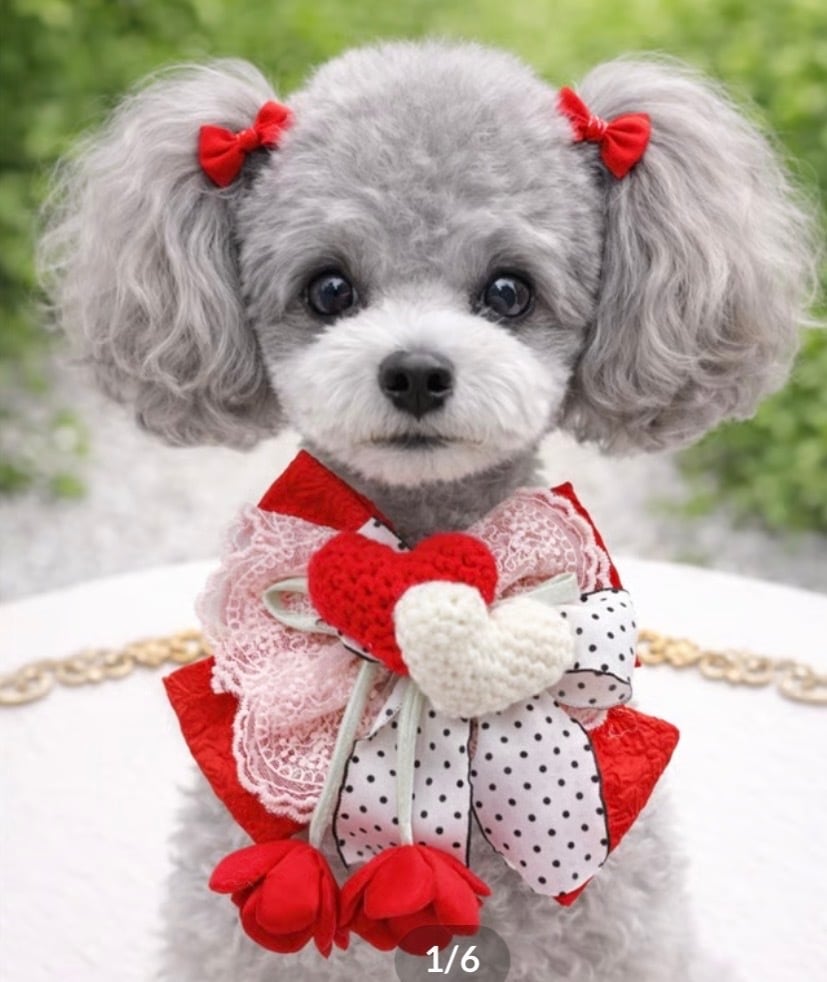 momozoo_dogwear