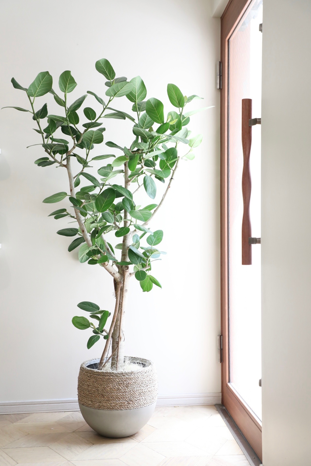【都内近郊限定配送】【156cm】フィカス ベンガレンシス/Ficus benghalensis ※鉢カバー別
