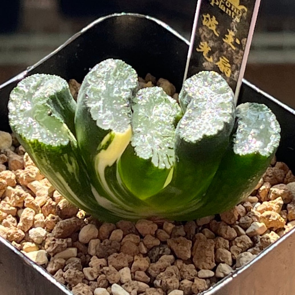 ≧∇≦）多肉植物 ハオルチア OMオブツーサ錦 選抜 30 ハオルチア