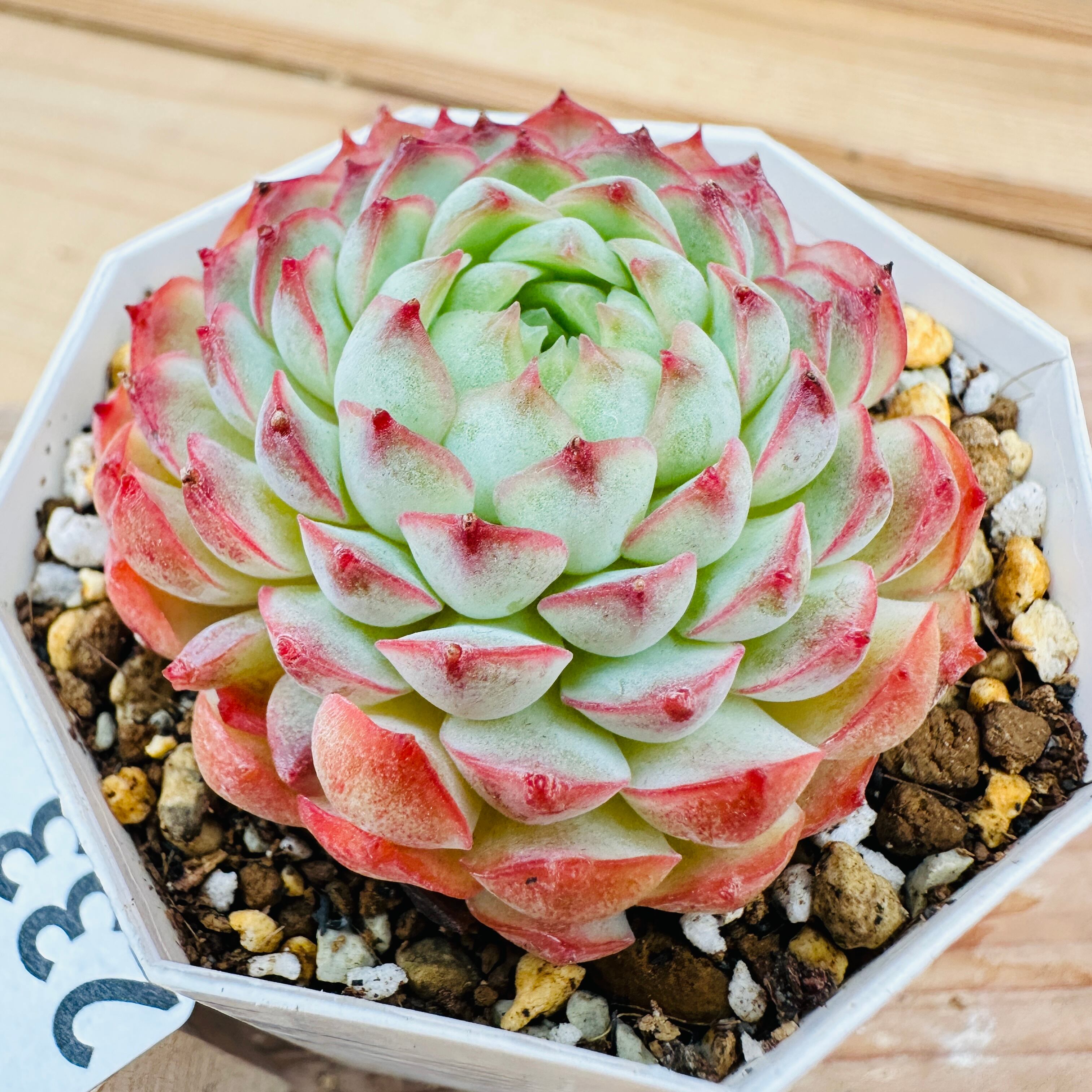 アンジュ様 ご確認用 多肉 アンジュ様 ご確認用 多肉 送料無料の商品の