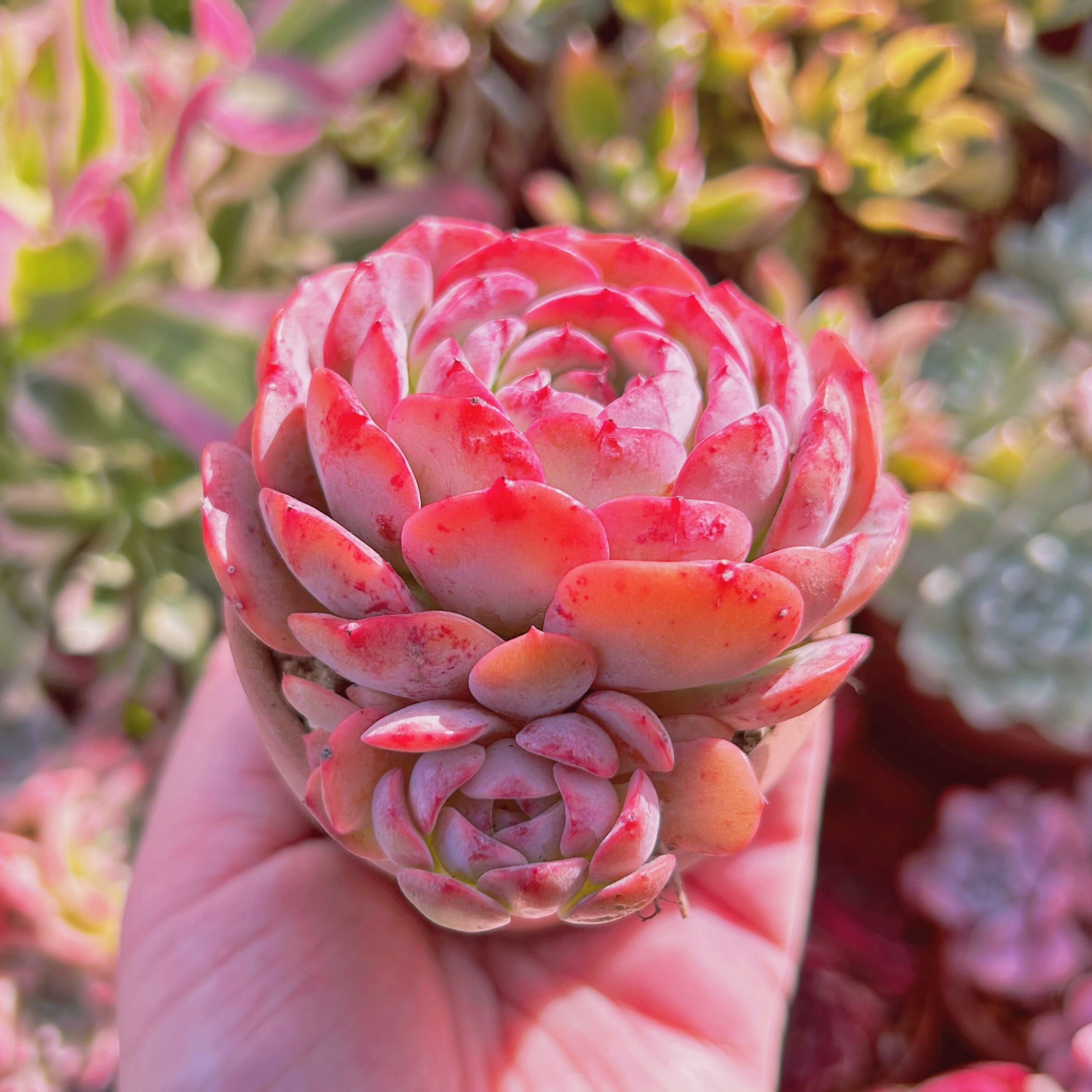 多肉植物 Echeveria 新品種 ピュアフェス 単頭 | るる農園~多肉植物専門