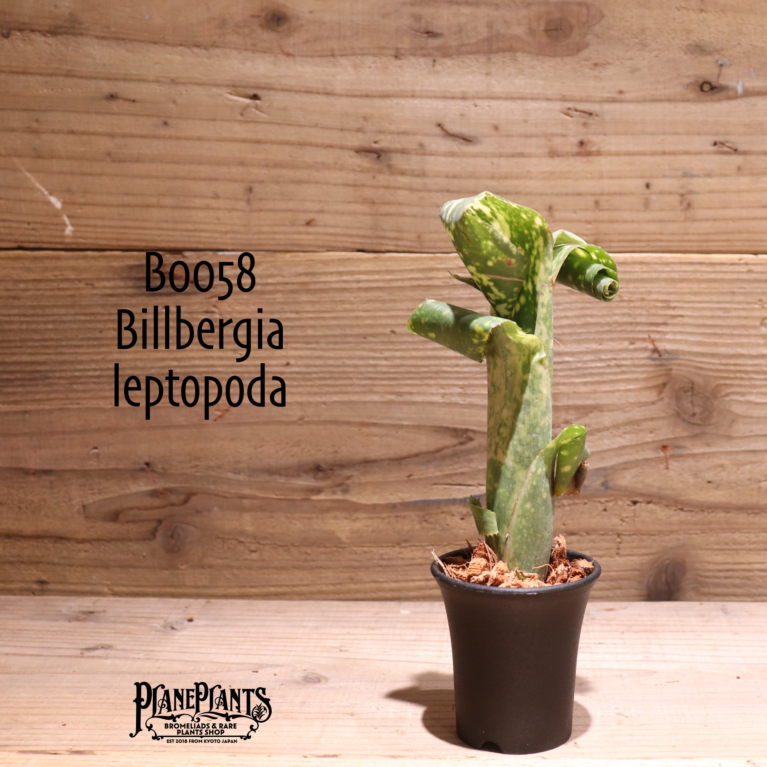 送料無料】Billbergia leptopoda〔ビルベルギア〕現品発送B0058