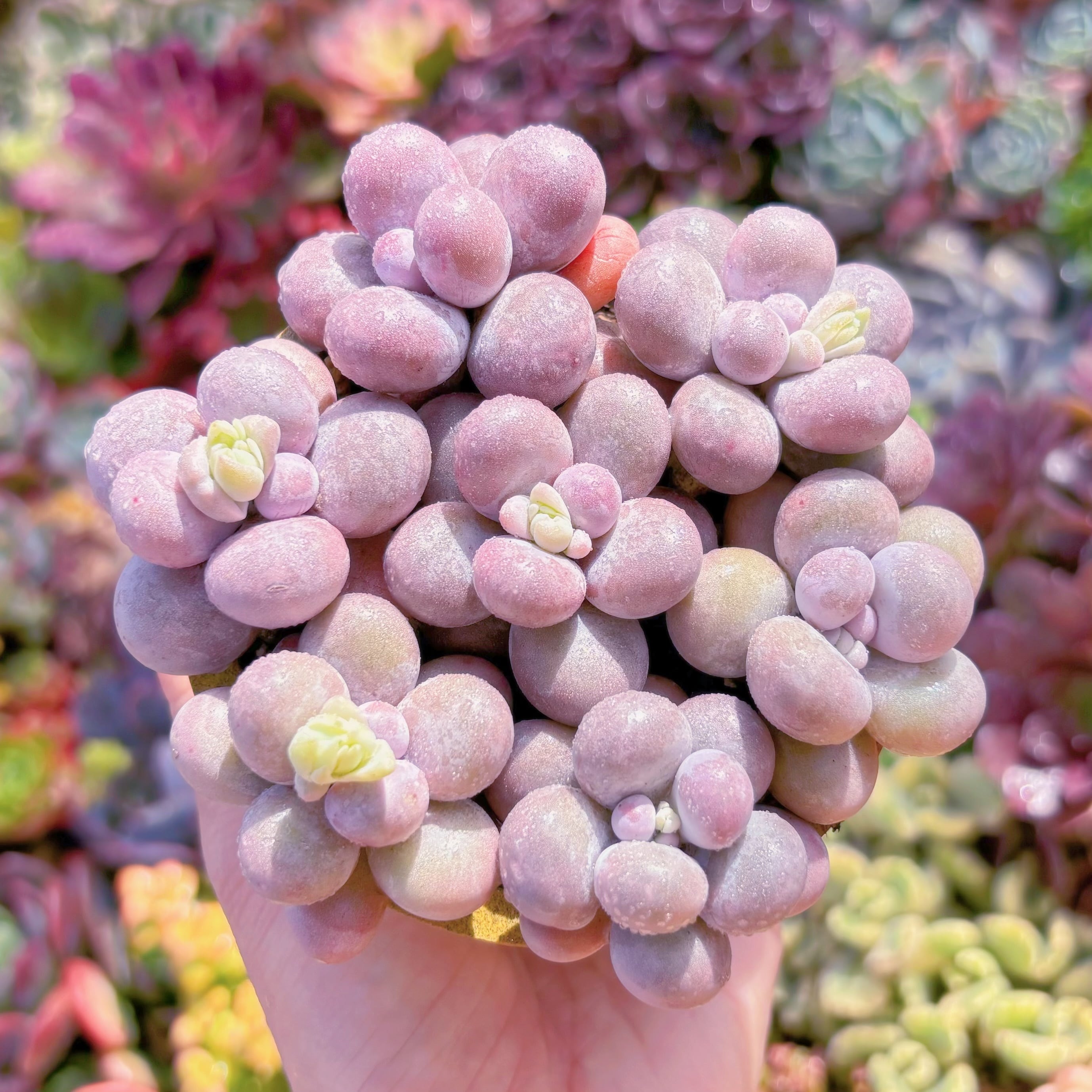 多肉植物　達磨アメジスチヌム(7苗)　新入荷　るる農園