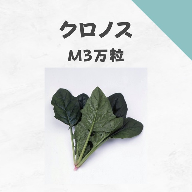 クロノス　ホウレンソウ種子・M3万粒