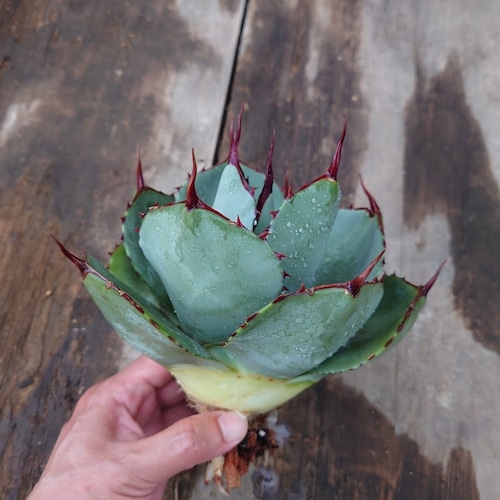 アガベ パリー トランカータ agave parryi truncata 1