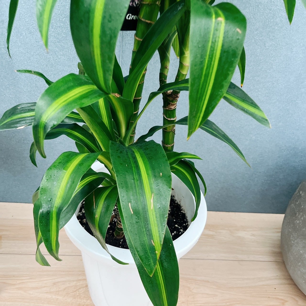 現品］【希少】10番 ドラセナ ハワイアンサンシャイン 8号 観葉植物