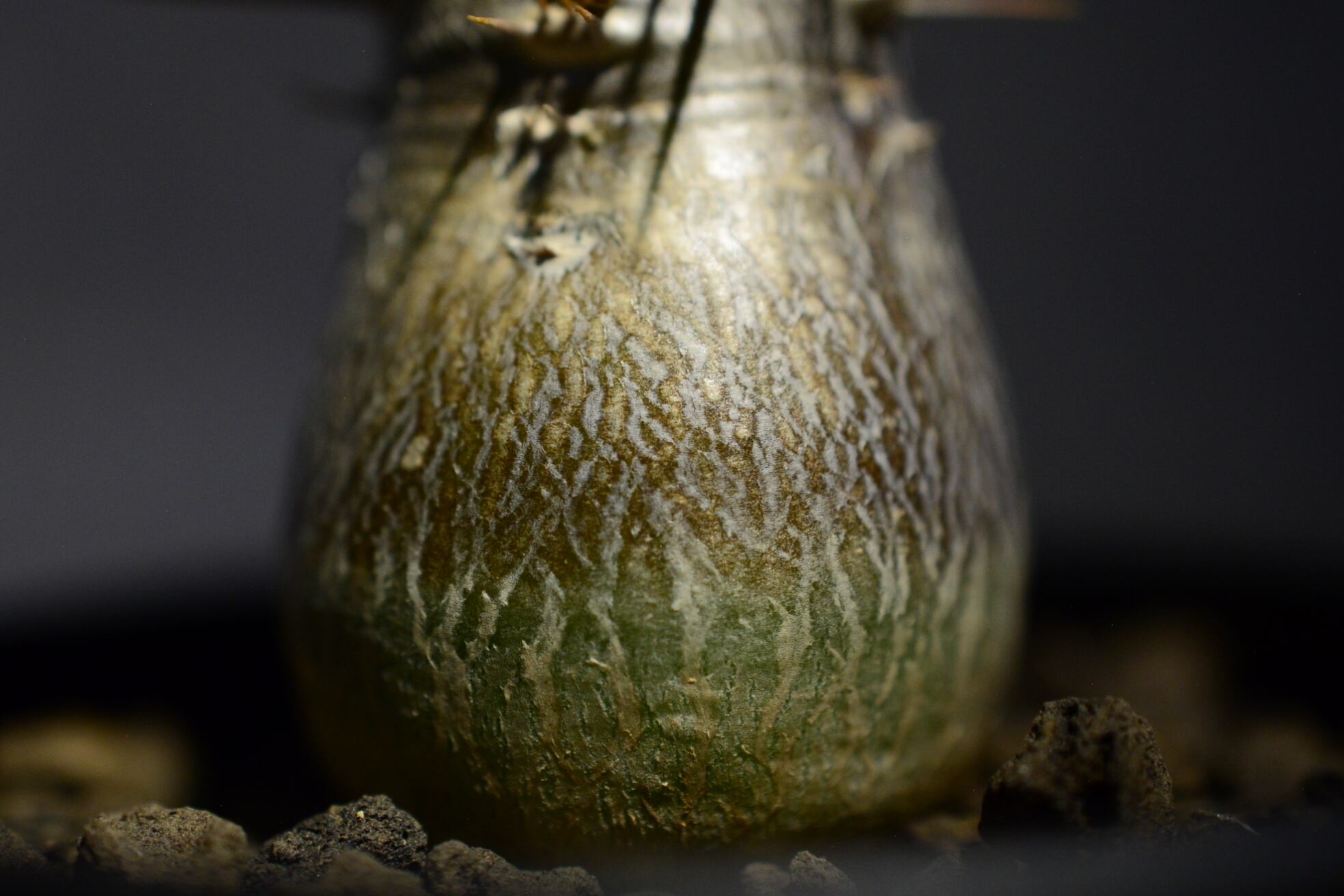 パキポディウム レアリー | N collect plants